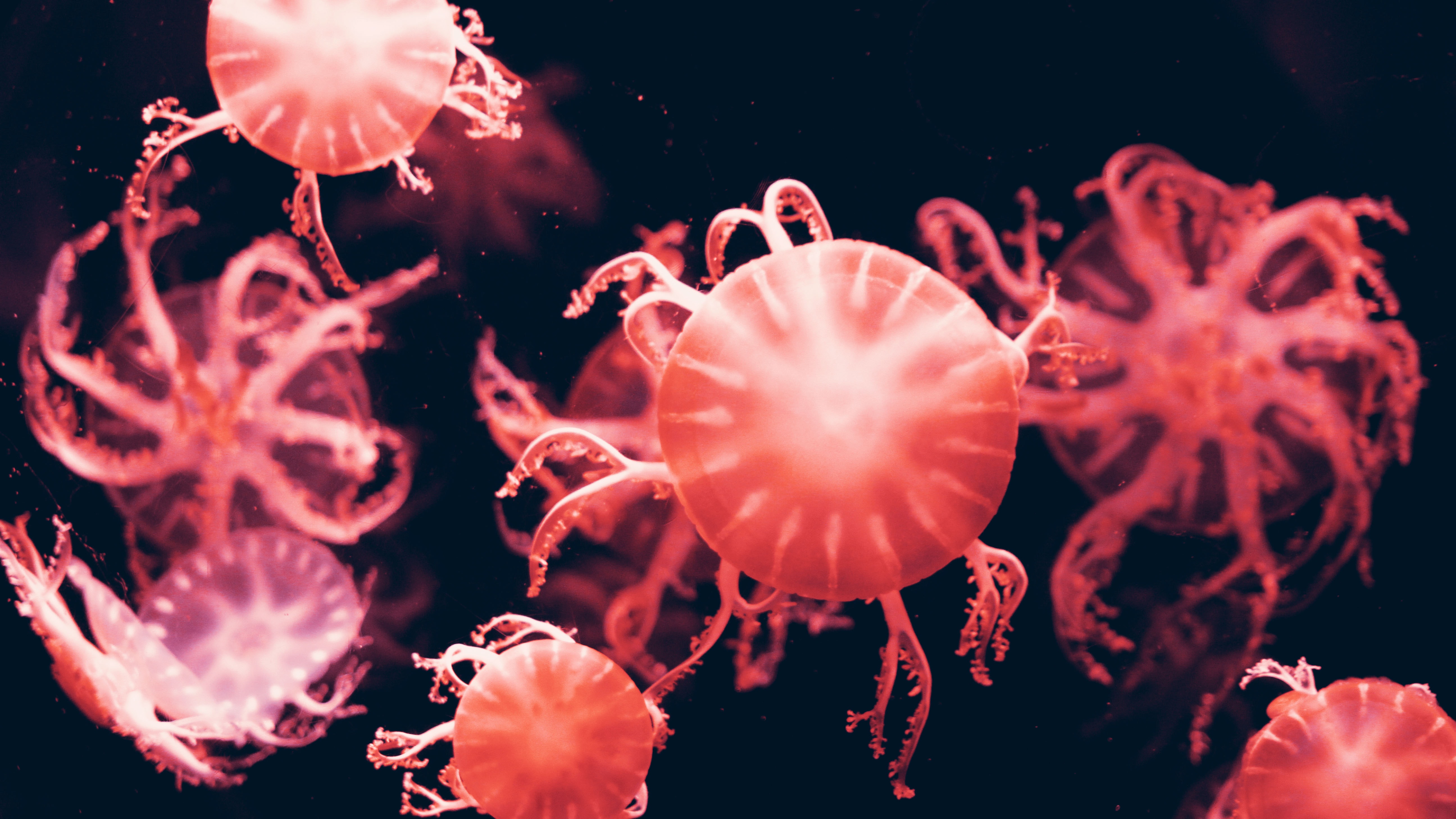 Red jelly fish photo
