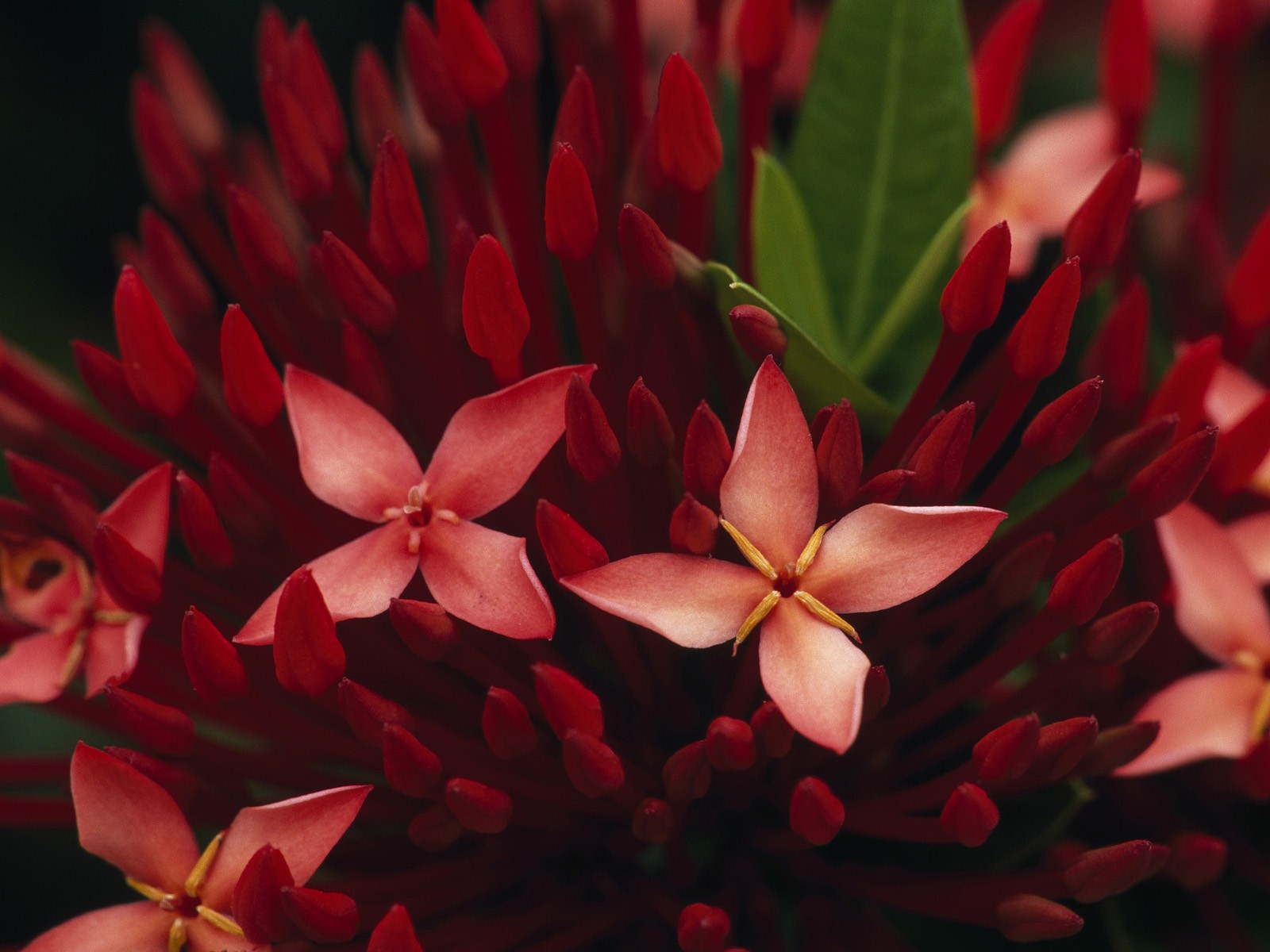 Flowers: Red Jungle Flowers Flame Flower Hd Photo for HD 16:9 High ...