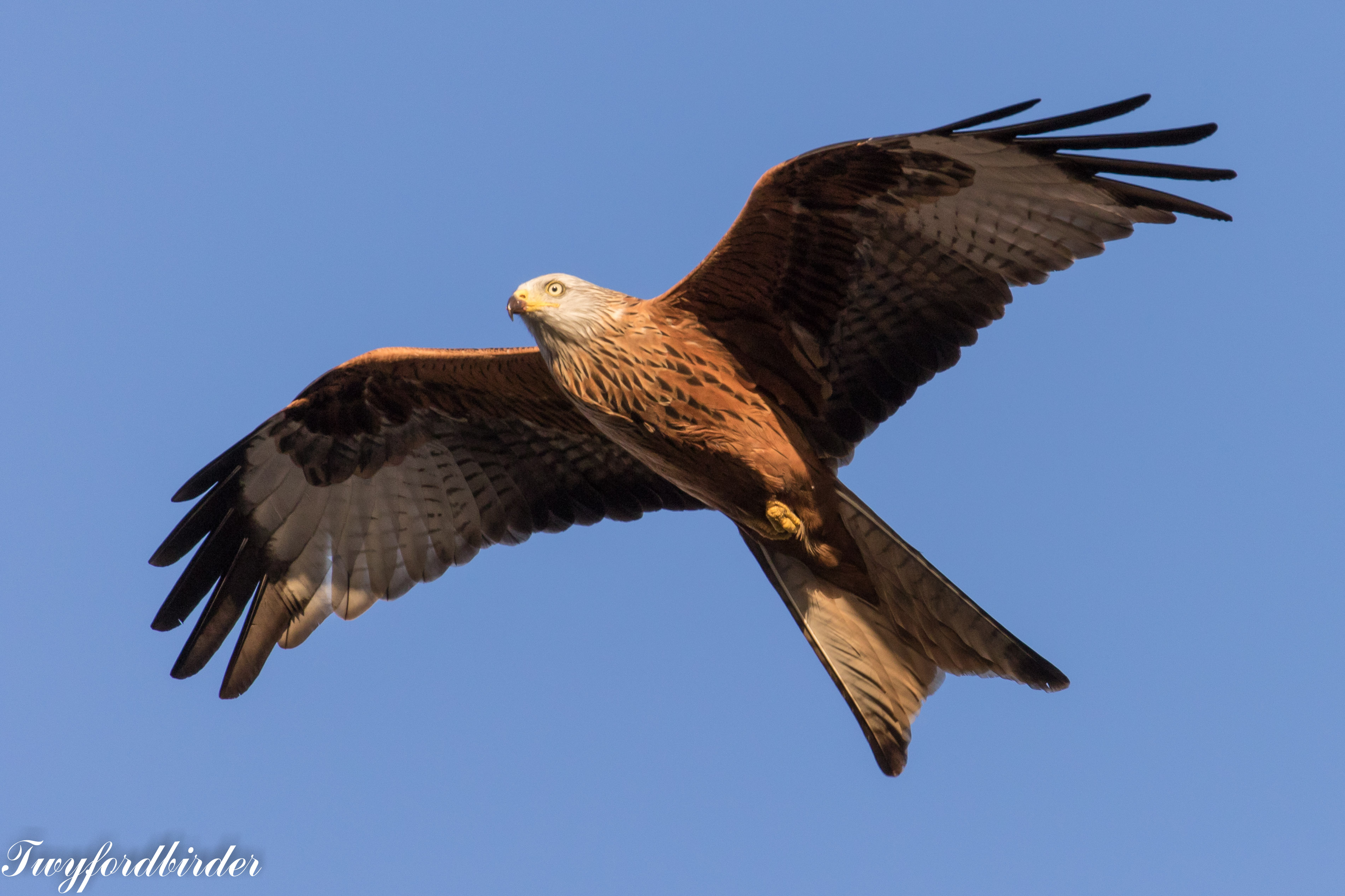 Red kites - Ask an expert - Wildlife - The RSPB Community