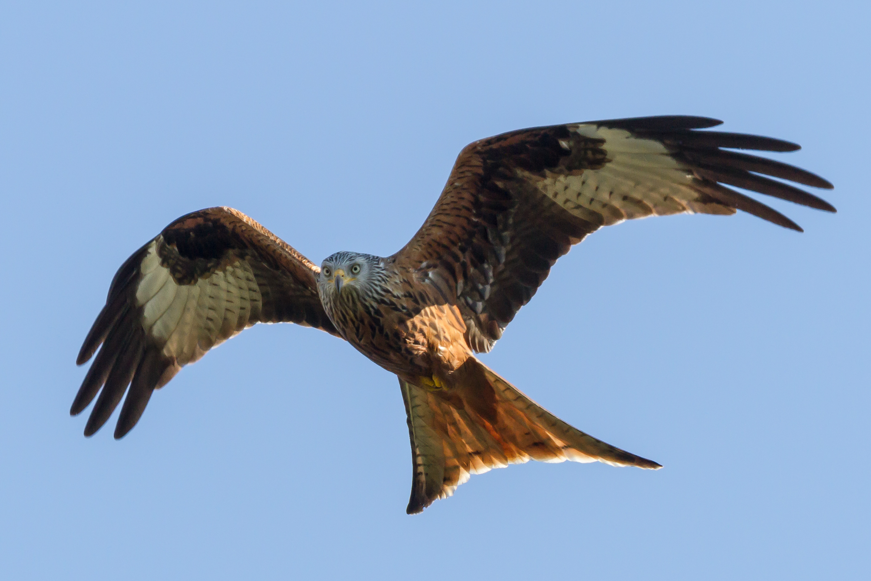 The Tale Of The Red Kite - Wildlife Articles