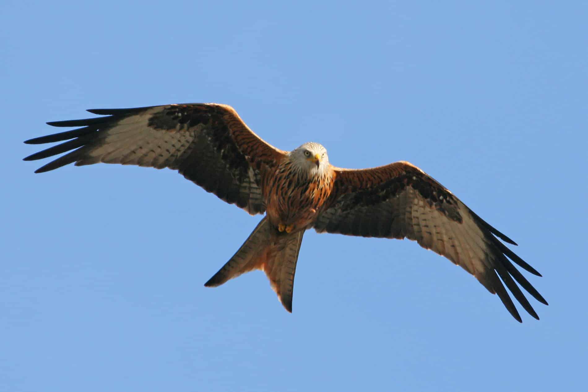 Red Kite - Countryside Alliance