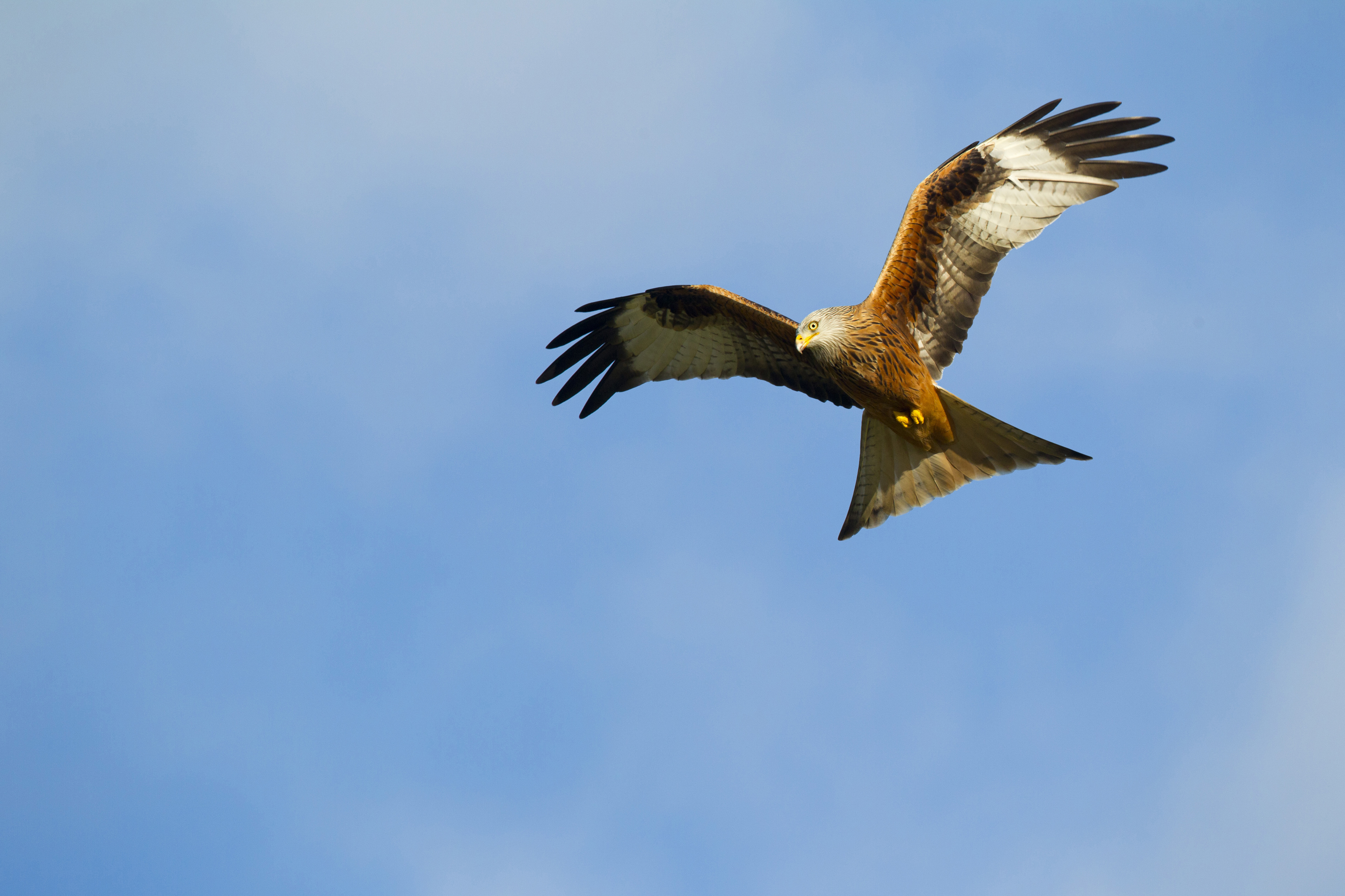 Red Kite Conservation & Sustainability - The RSPB