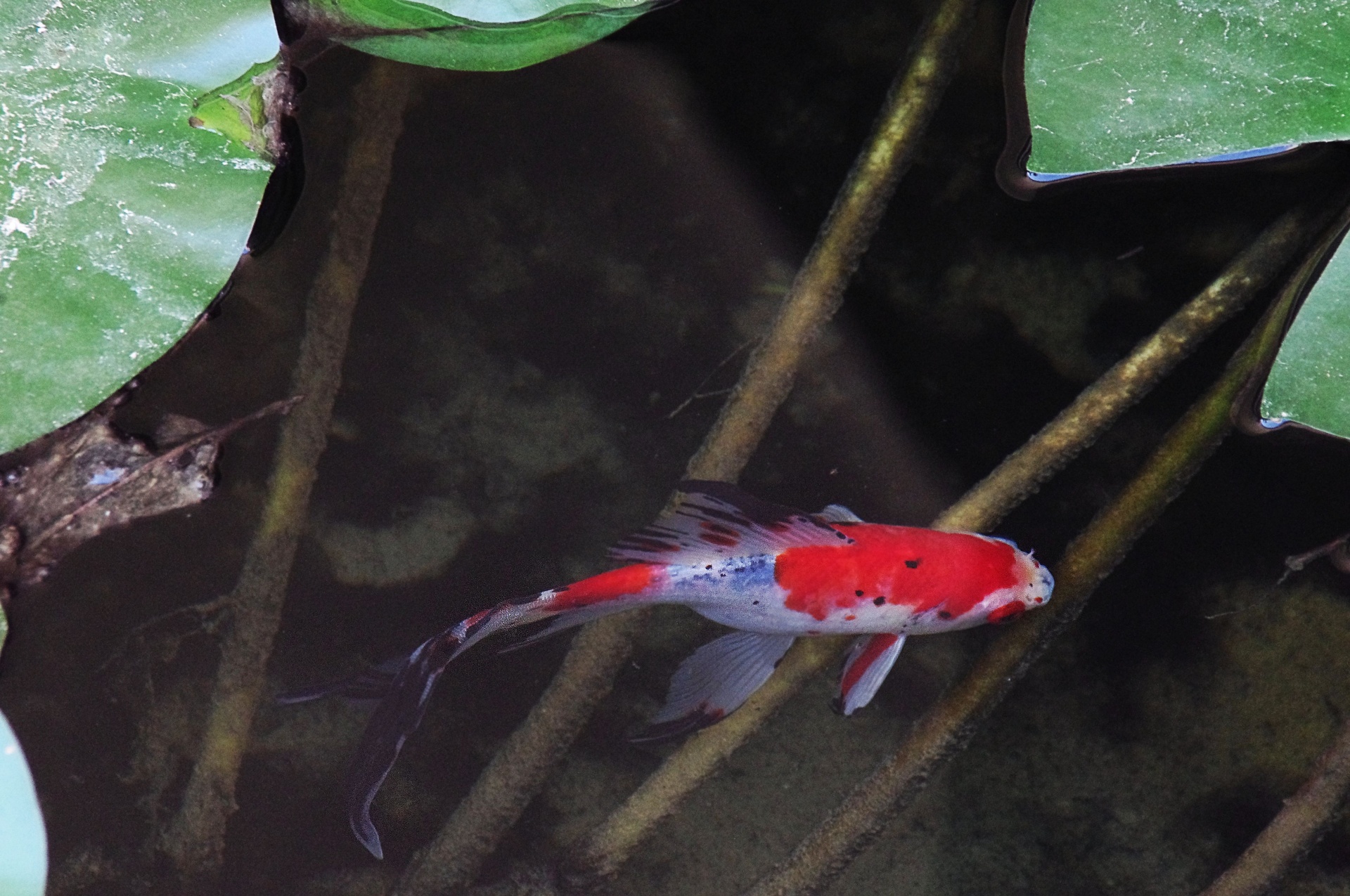 Red Koi Fish In Fishpond Free Stock Photo - Public Domain Pictures