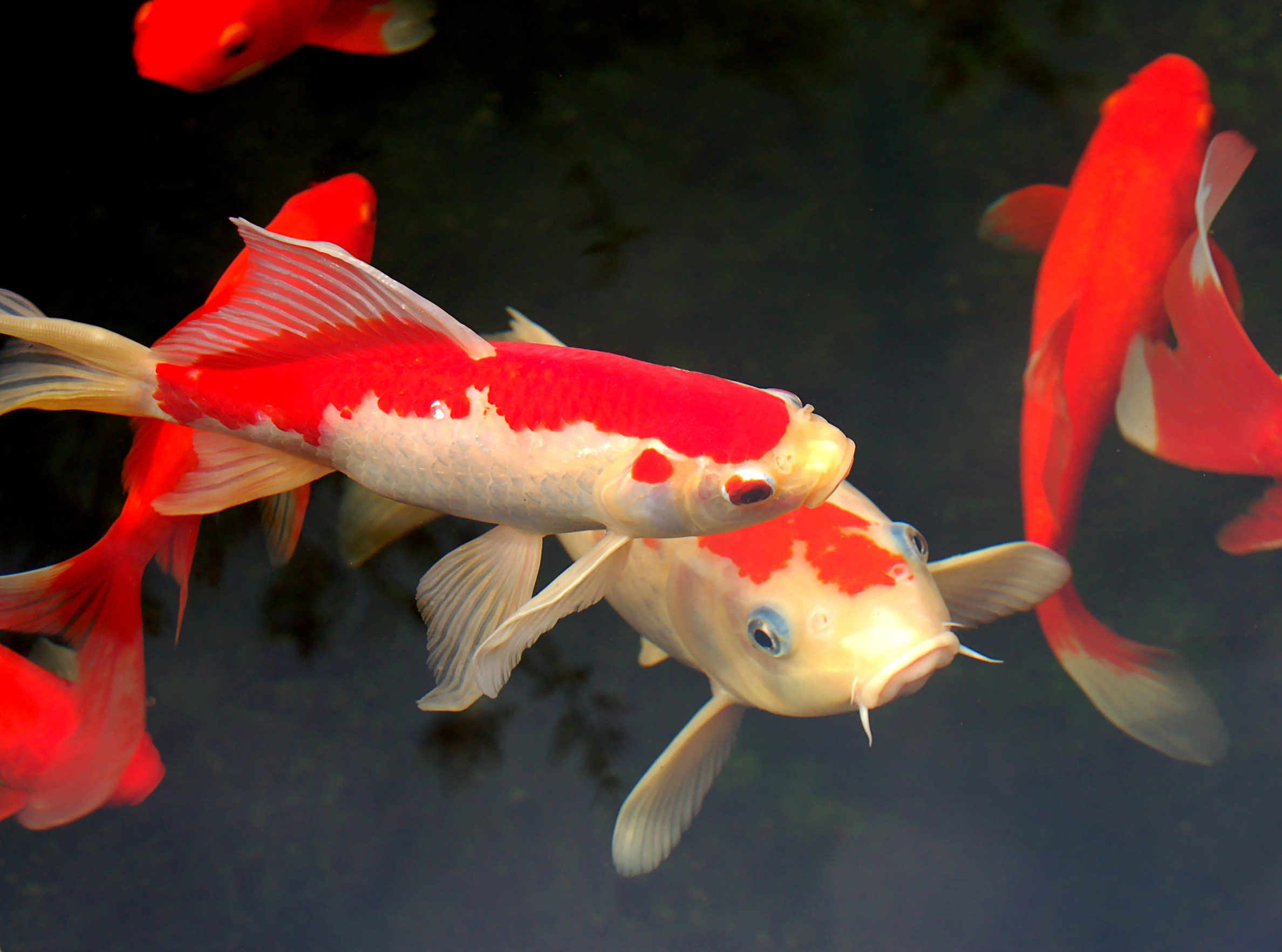 Koi Symbolism - Spirit Animal Totems and Messages