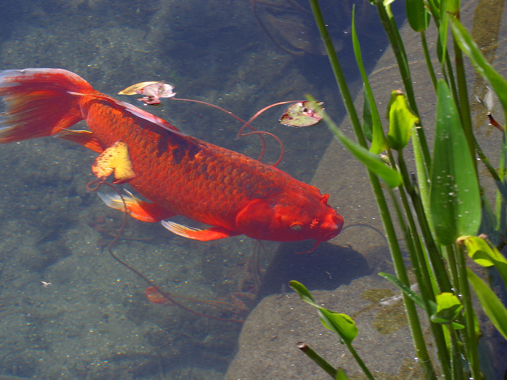 Free photo: Red Koi Fish - Fish, Japanese, Koi - Free Download - Jooinn
