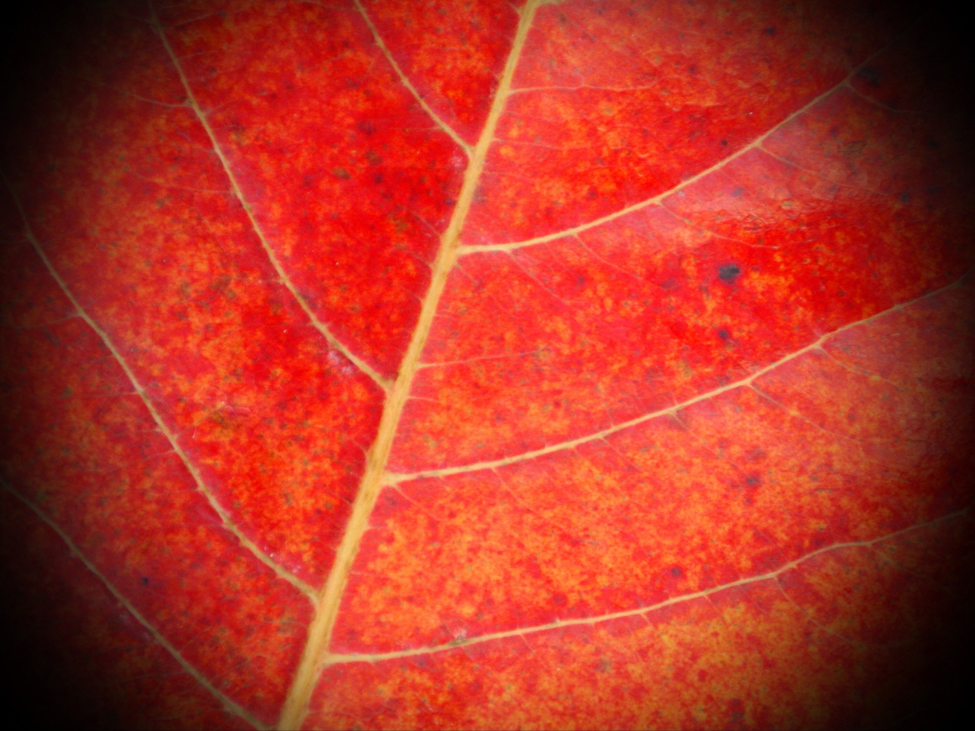 Red leaf close-up photo
