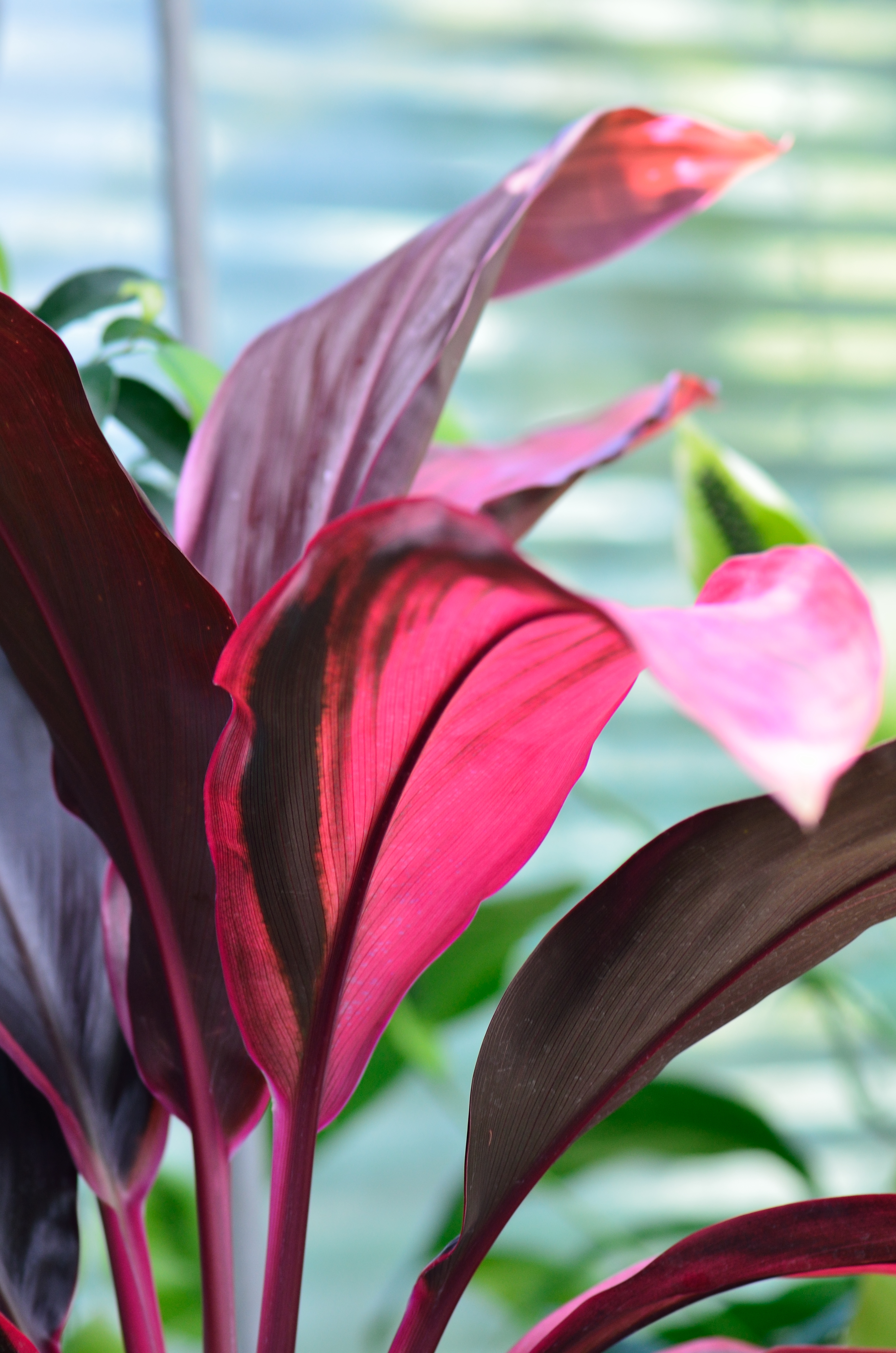 Tropical Plant with Red Leaves | gimmeges
