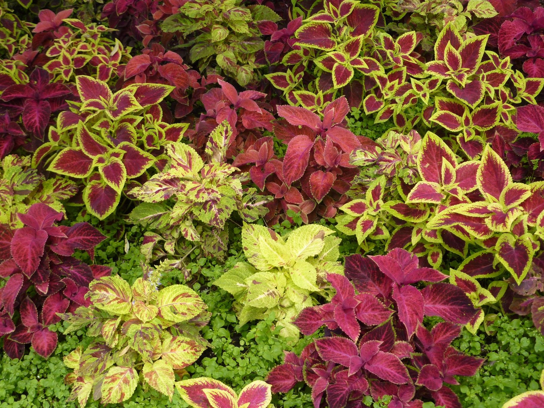 red leaf florida plants | Red Leaf Plants | landscaping | Pinterest ...