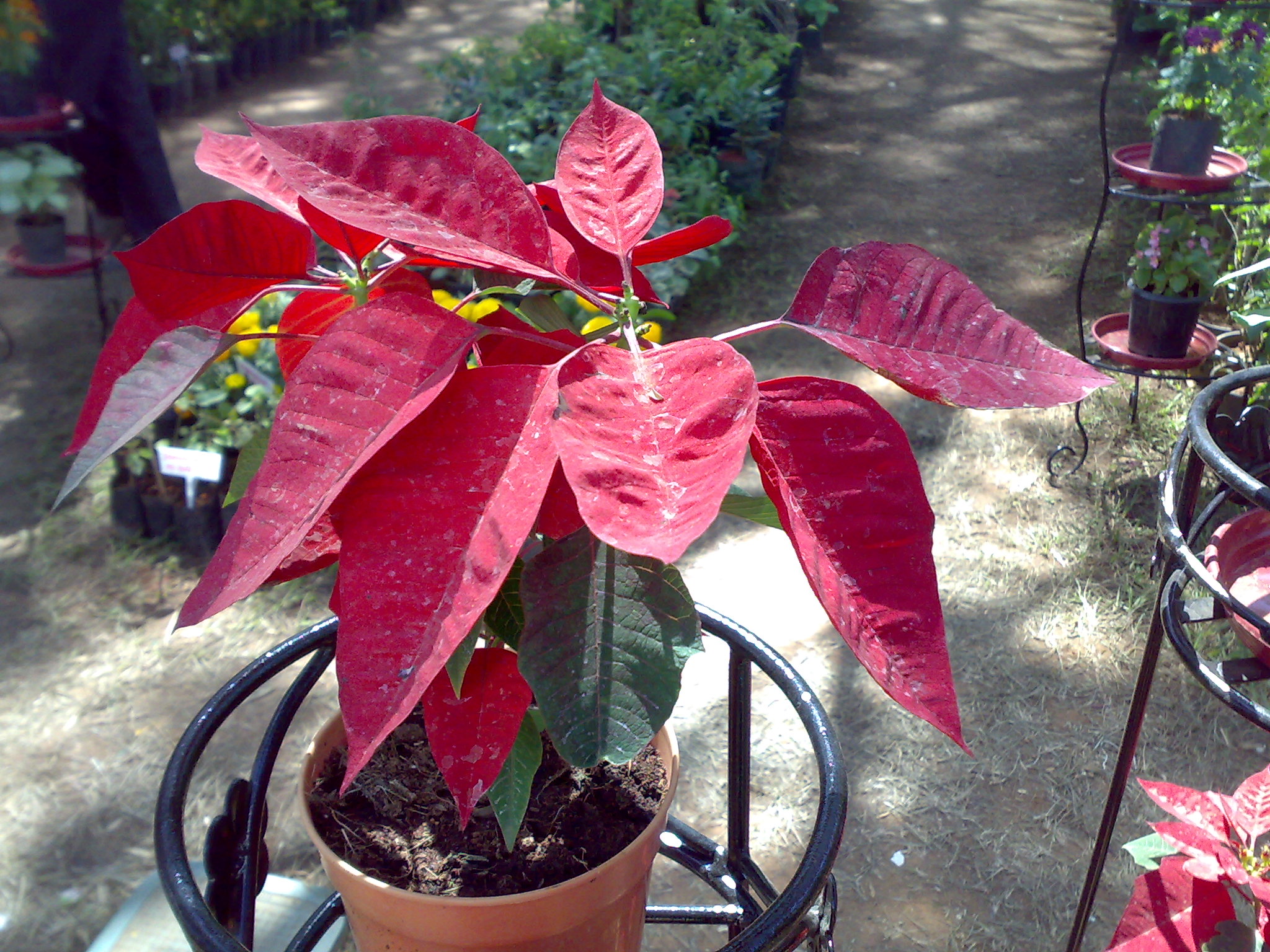 File:Plant with red leaf.jpg - Wikimedia Commons