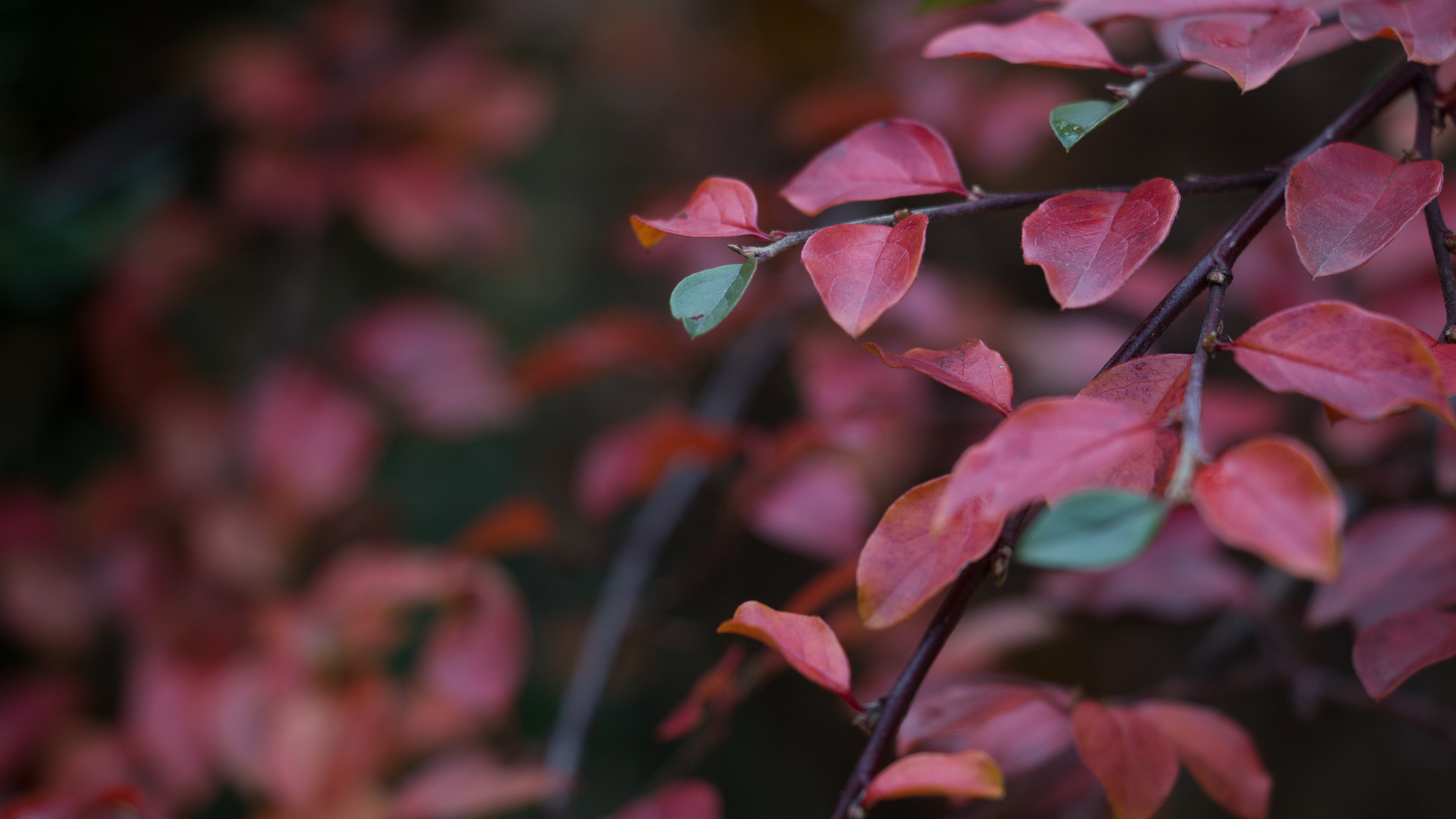 Red leaf plant photo