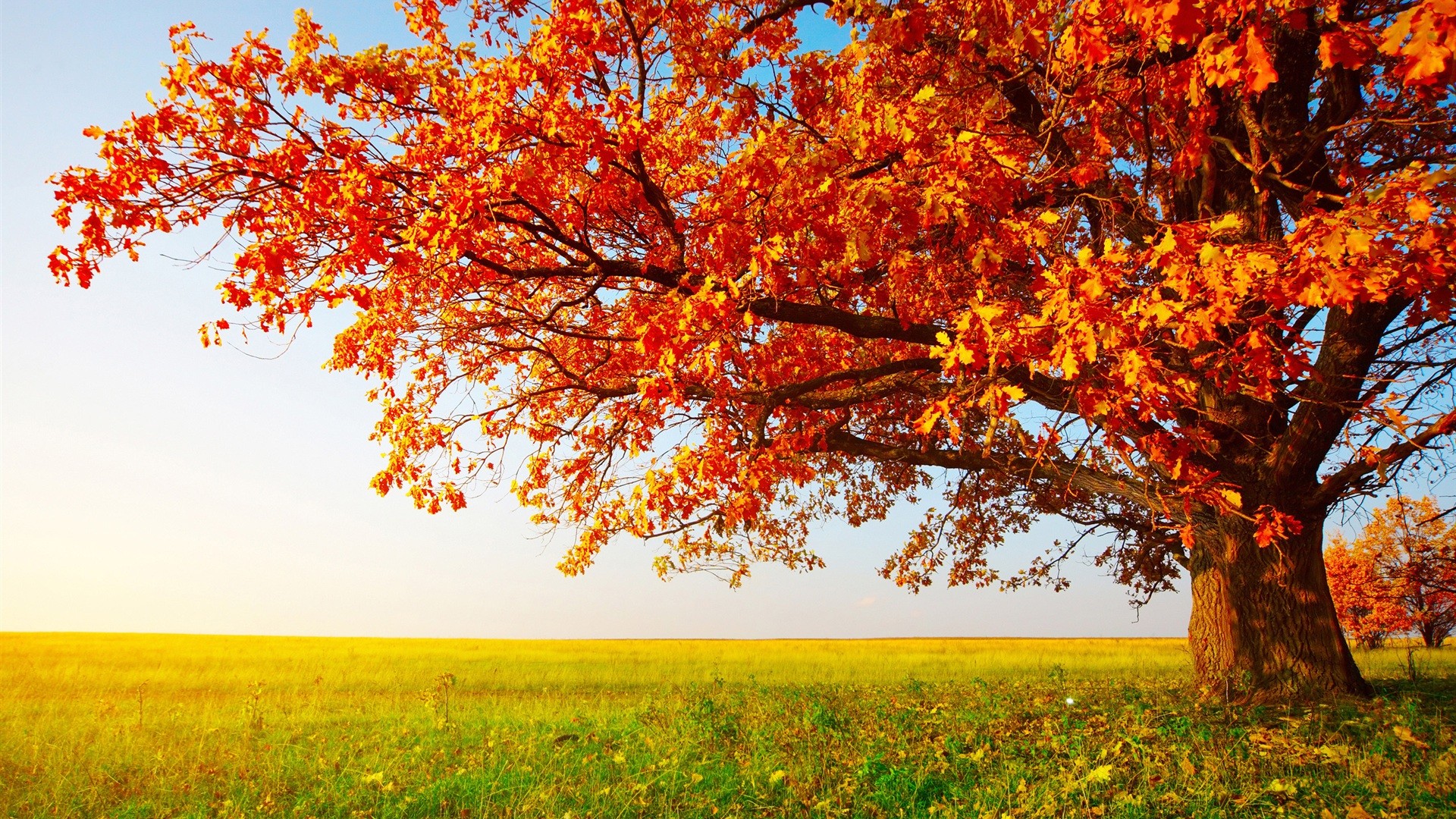 Forests: Oak Autumn Prairie Leaves Tree Red Grass Magnificent ...