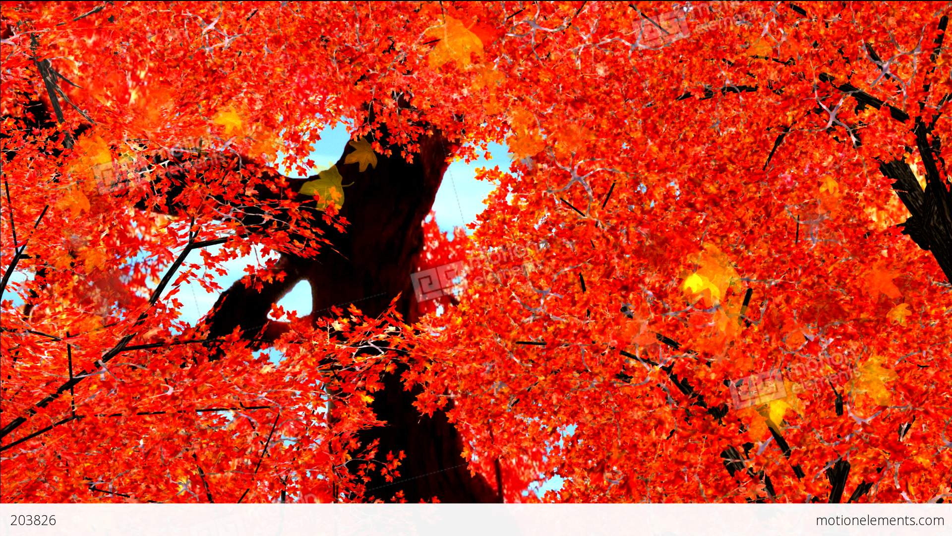 Autumn Red Leaves Falling In Wind Stock Animation | 203826