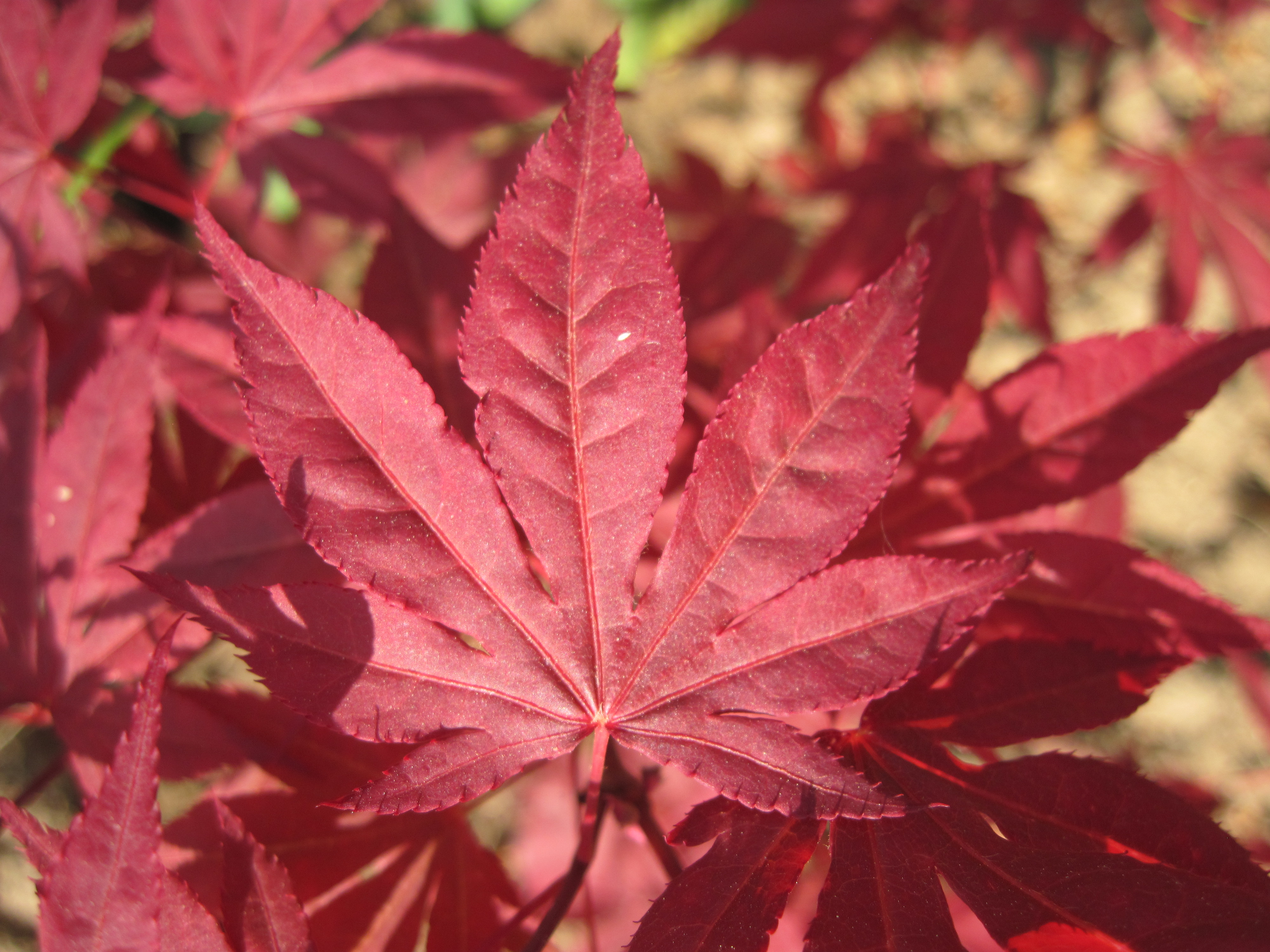 Red leafs photo