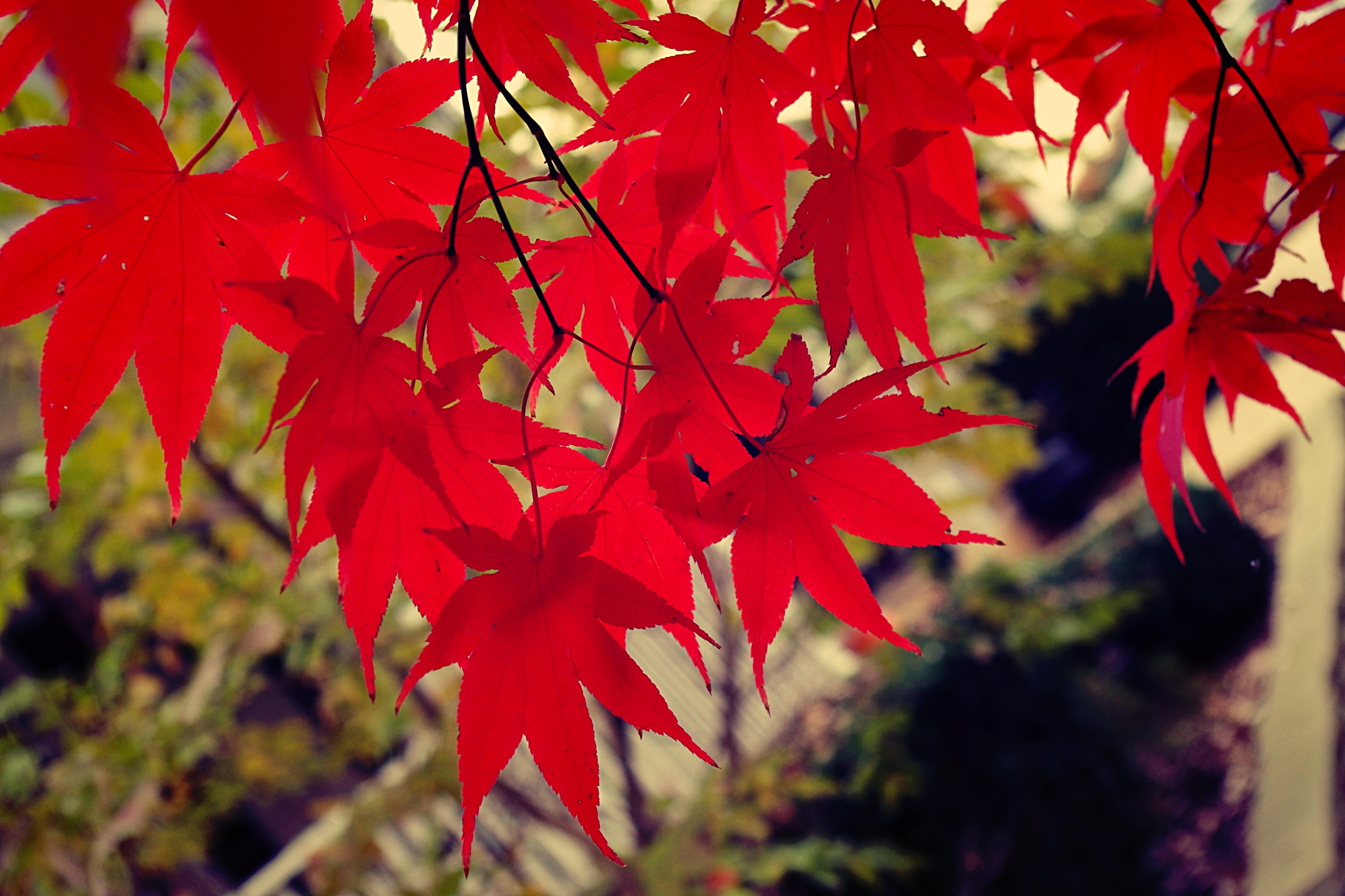Red Leaves | Ginger Harrington