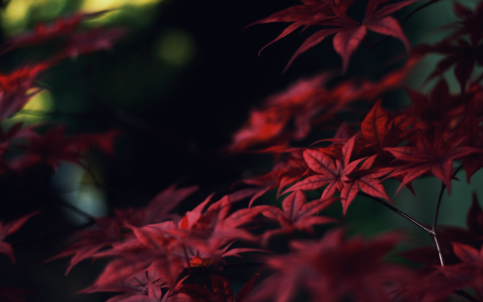 Red Leaves - Wallpaper #37271