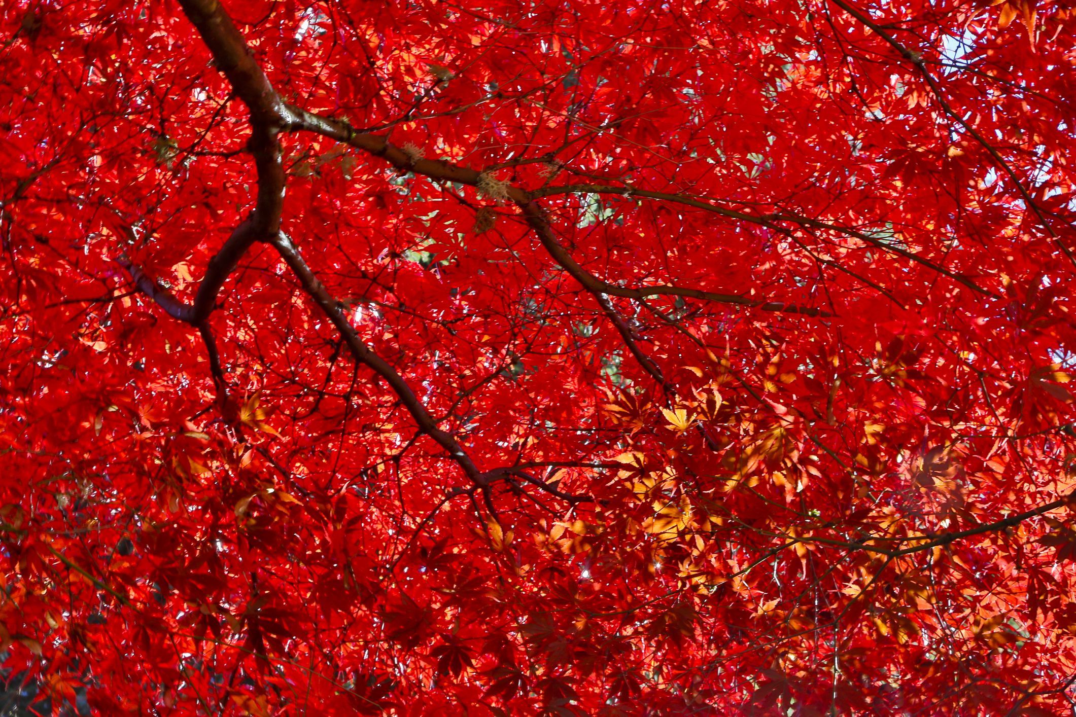 Red Japanese Maple Trees: Crimson Queen, Bloodgood