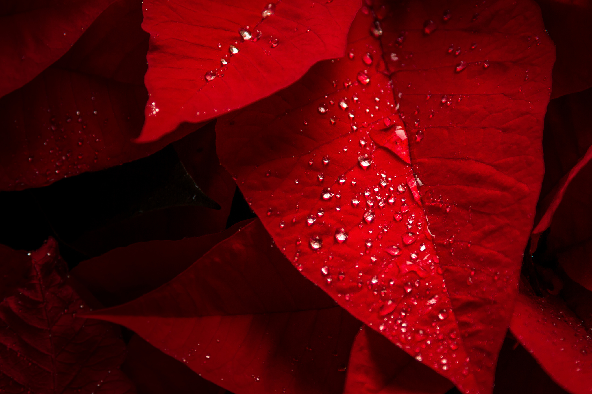 Wallpaper Poinsettia, Red leaves, Rain droplets, HD, Nature, #4083