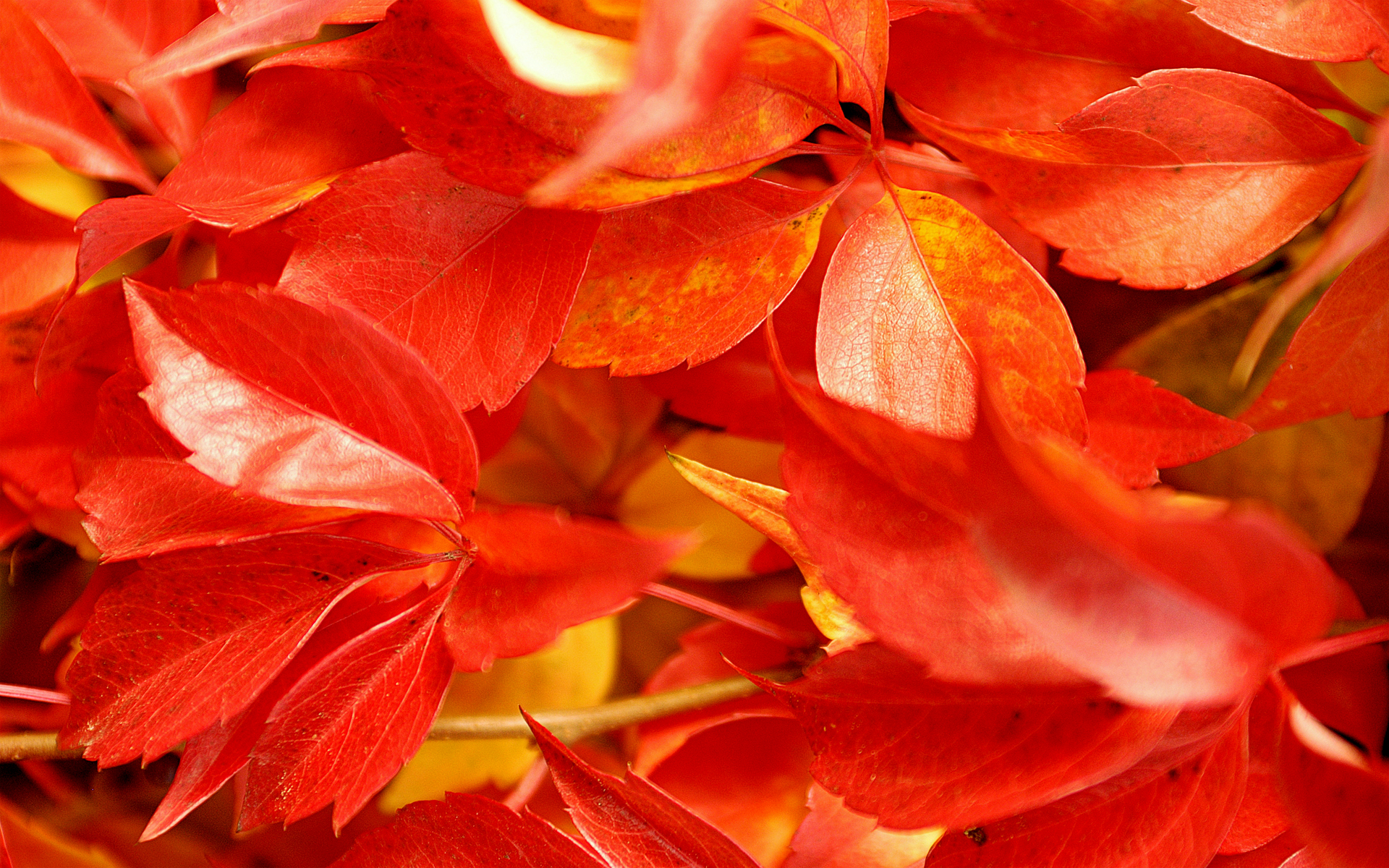 Red leaves wallpapers | Red leaves stock photos