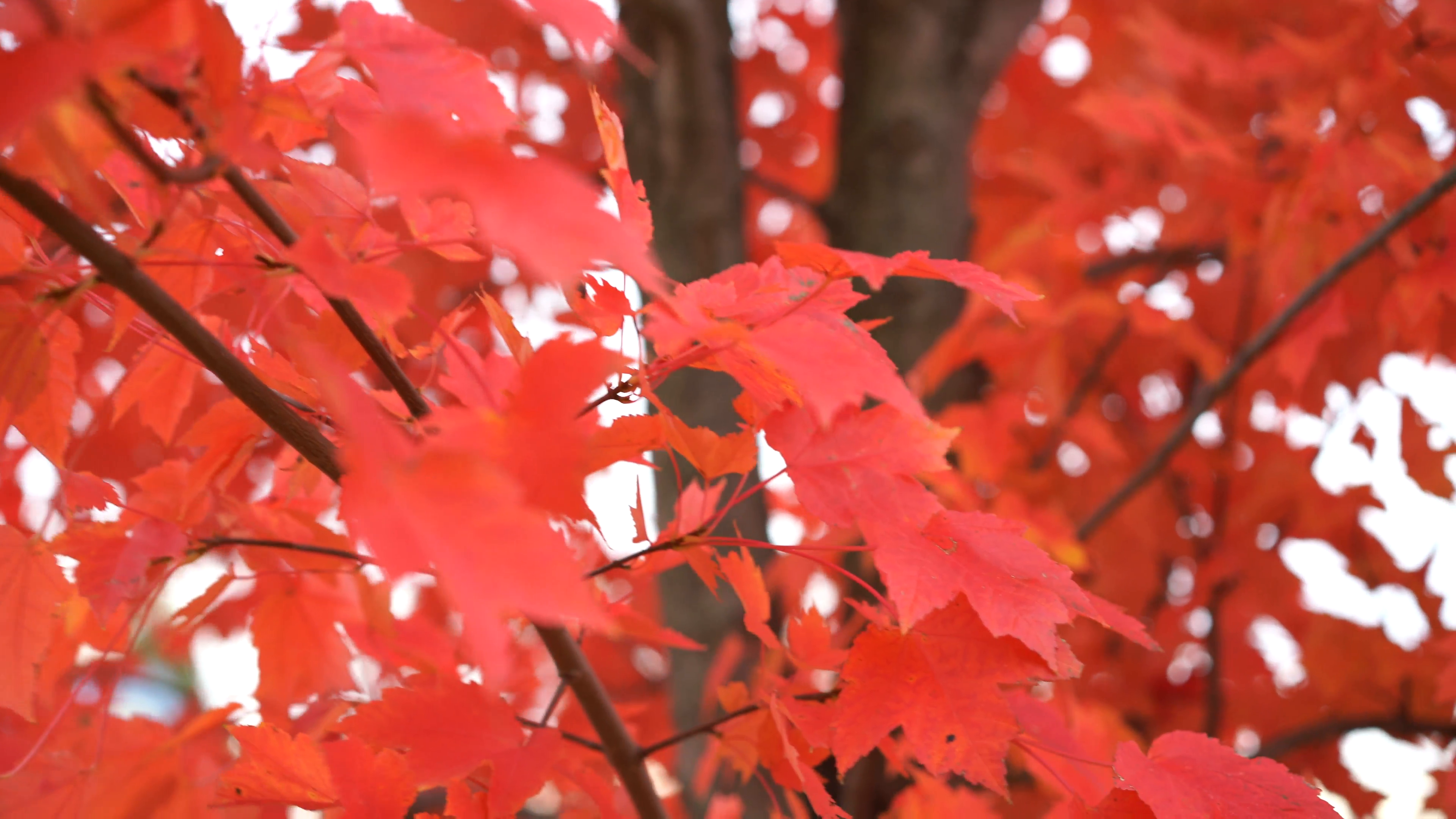 Red leaves photo