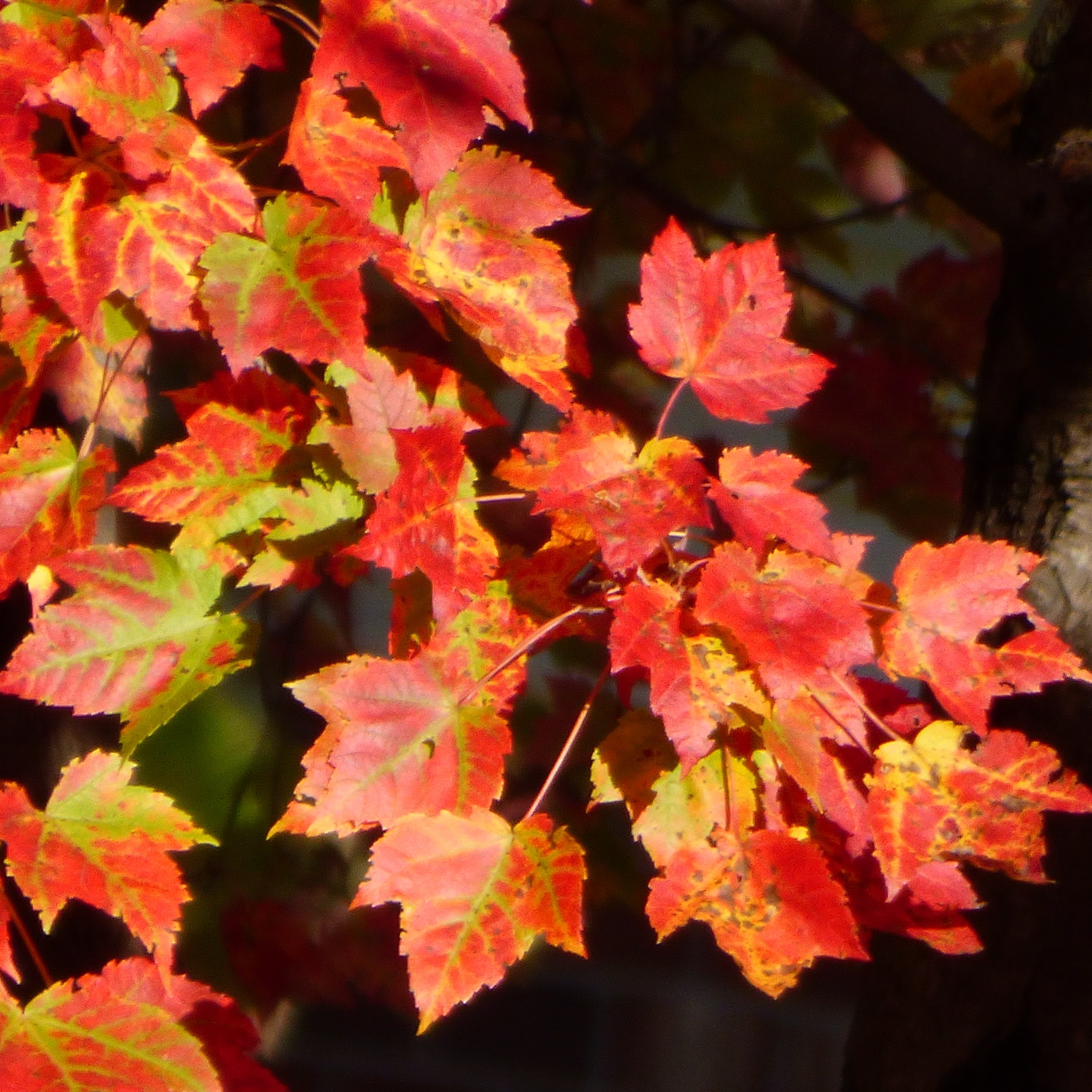 Red Colored Tree Leaves ? Types Of Trees That Turn Red In Autumn
