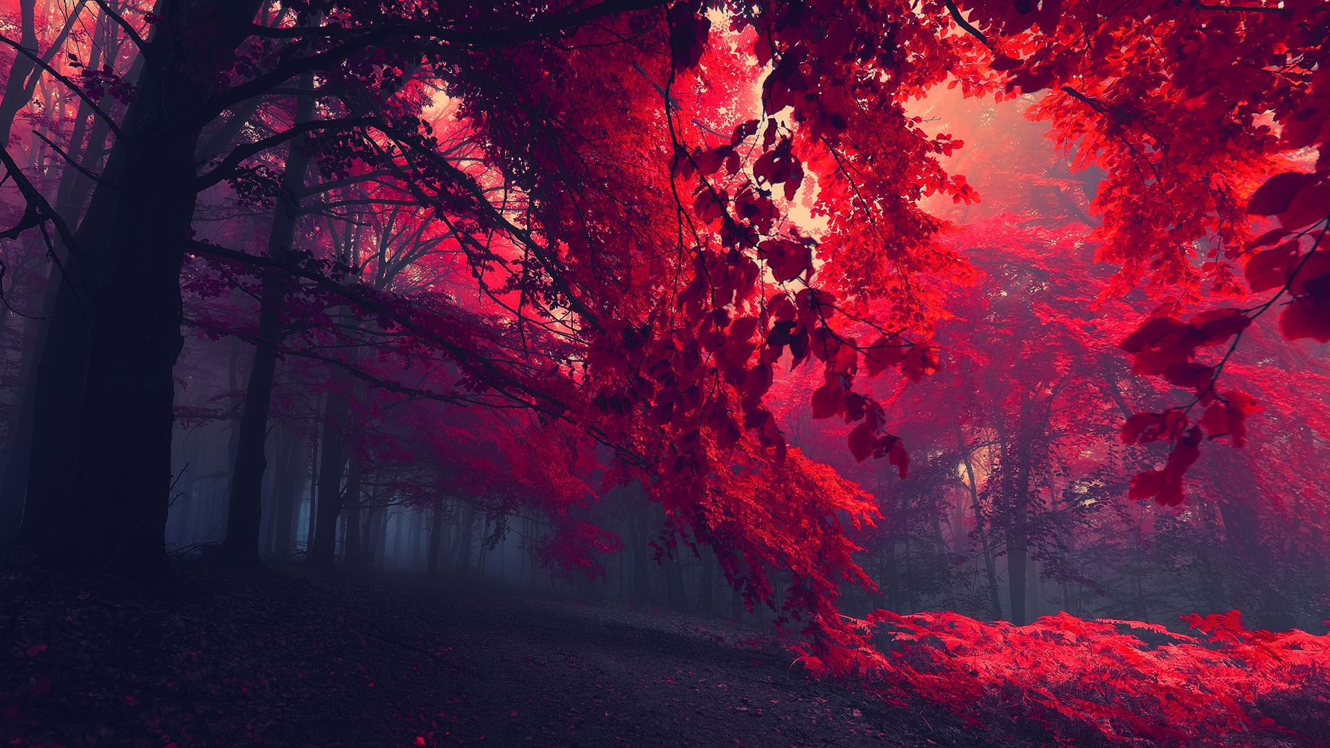 Red leaves trees wallpaper #30102 - Open Walls