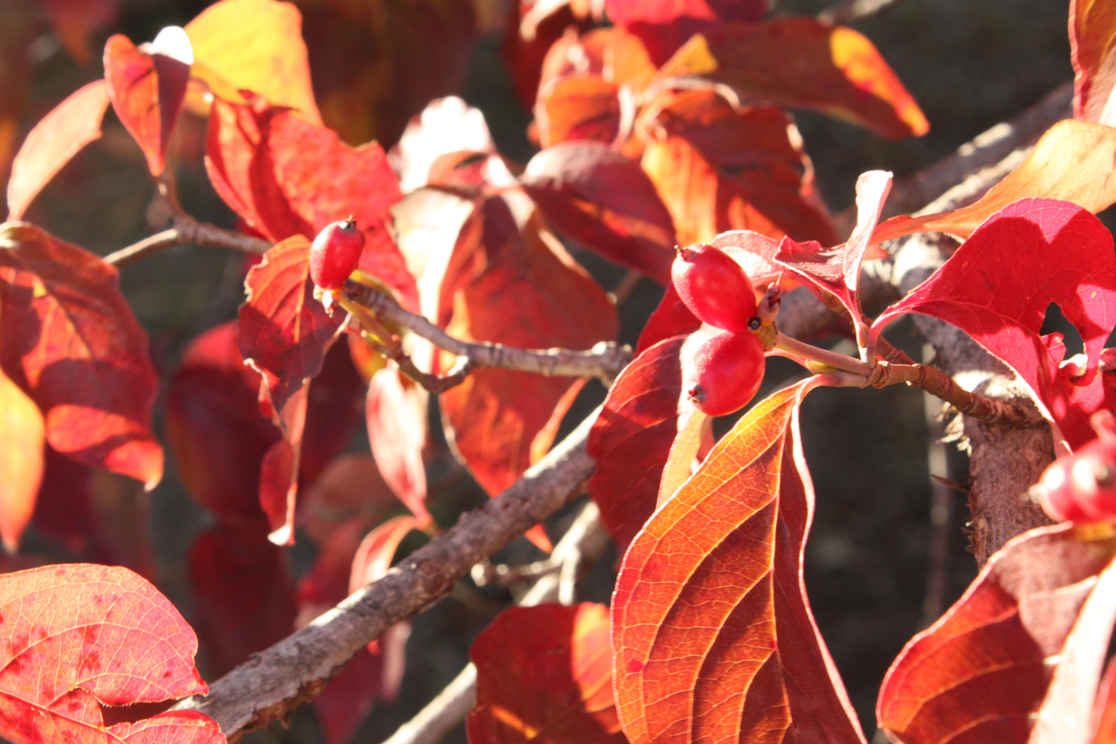 Red Leaves, Autumn, Fall, Leaf, Leaves, HQ Photo