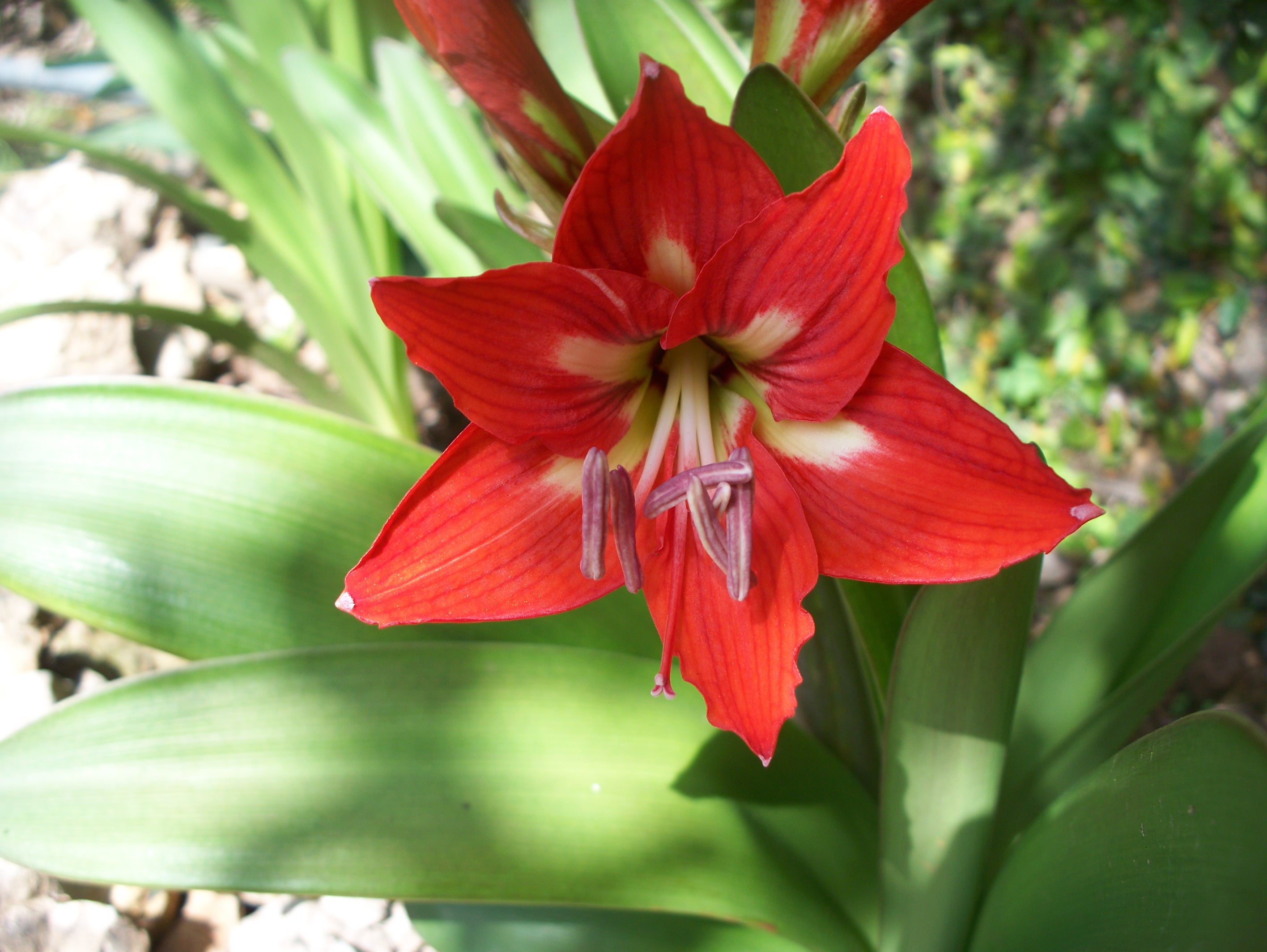 Photo: Red Lilies – Suz and Tell