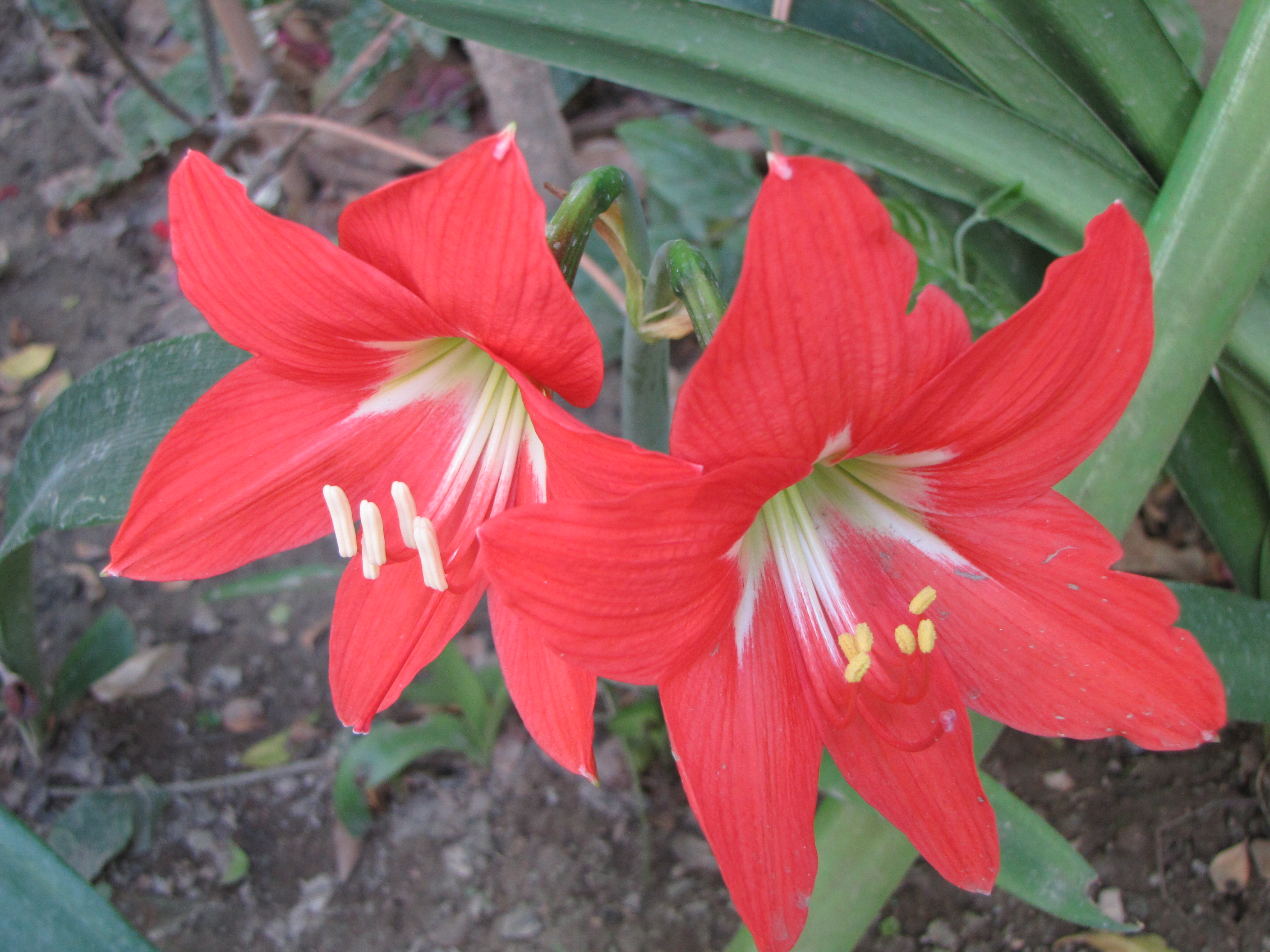 Red Amaryllis Lilies | Terra farmer