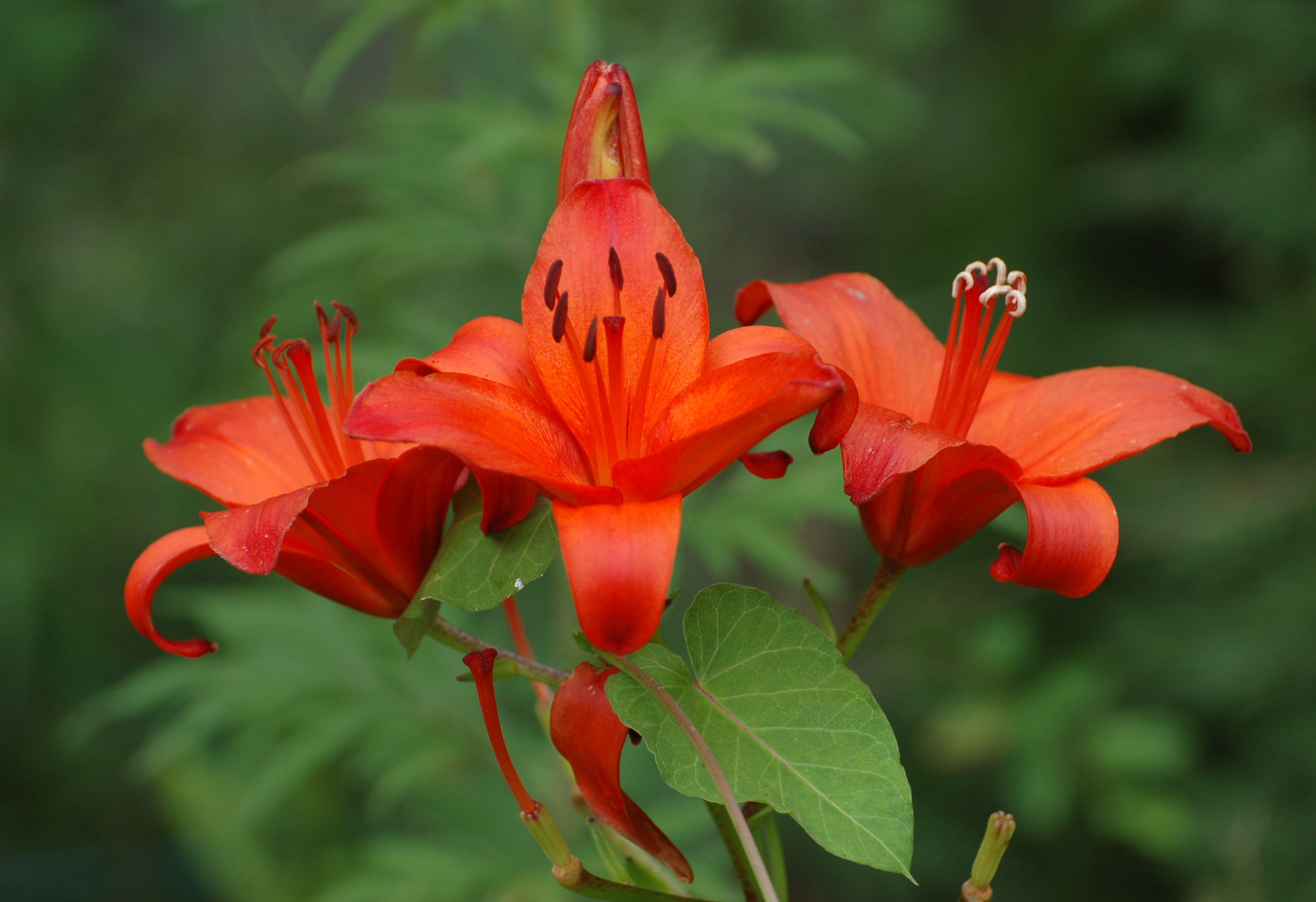 Red lily photo