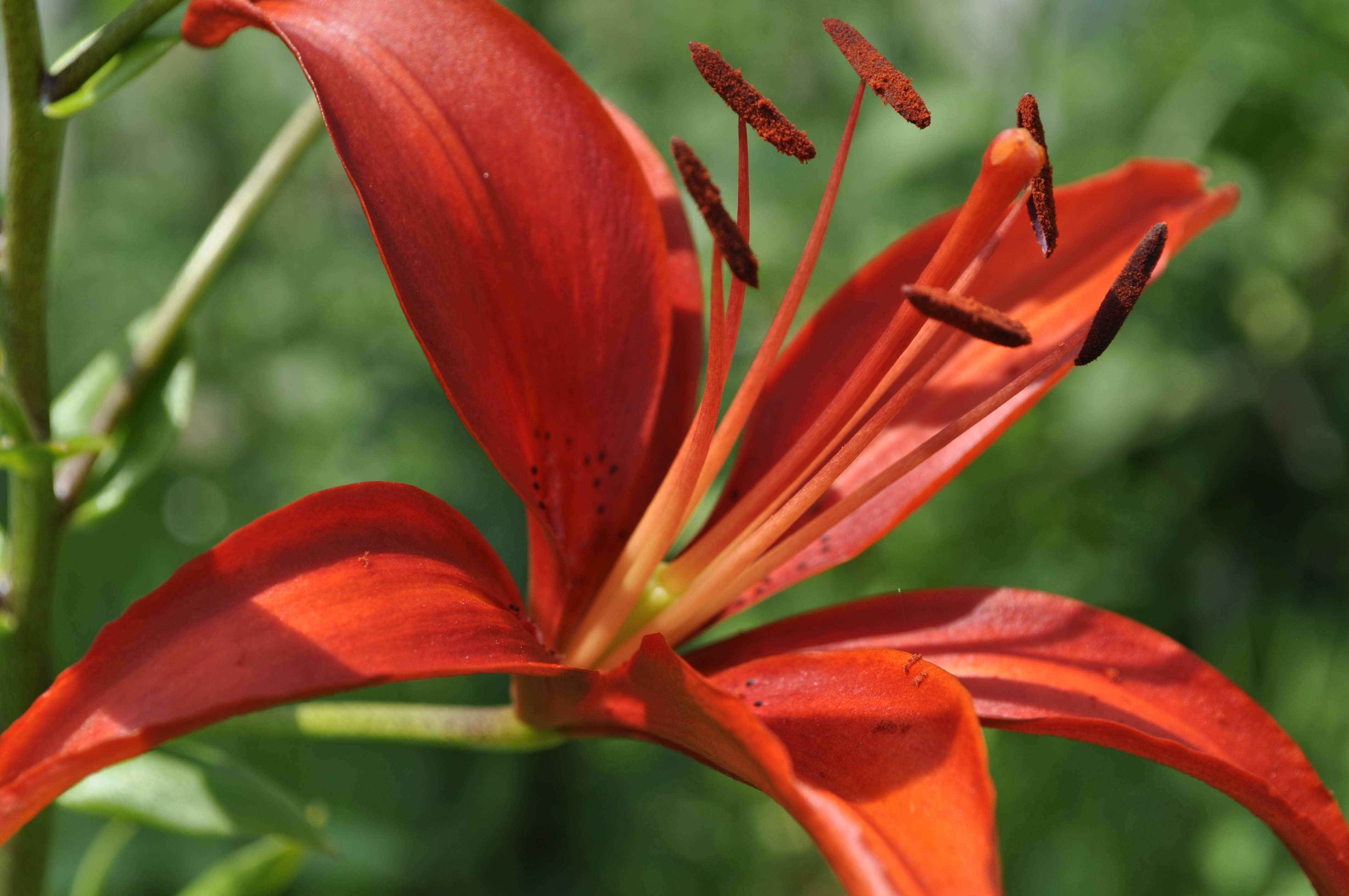 Red lily photo