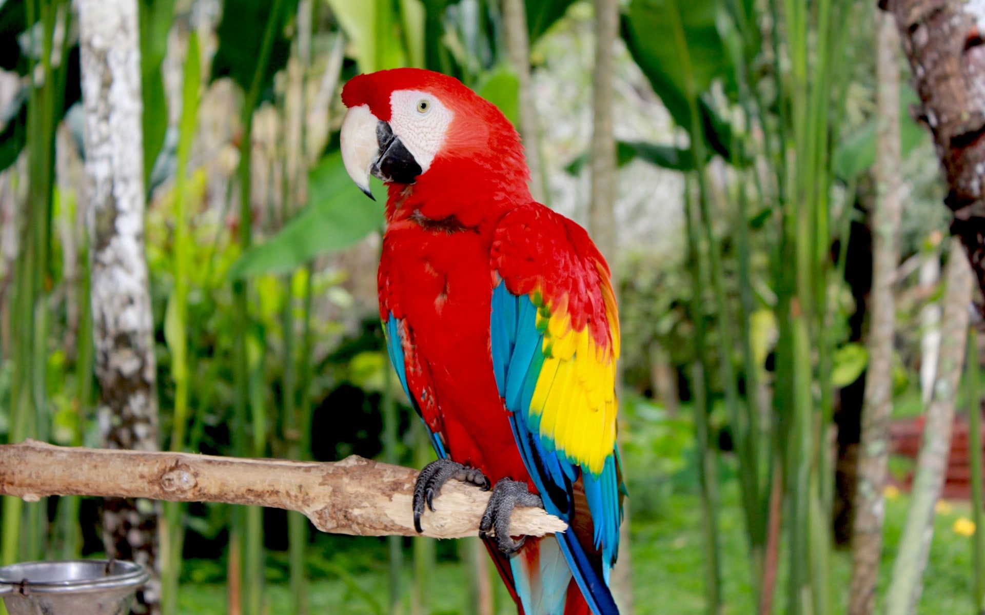 Red macaw photo