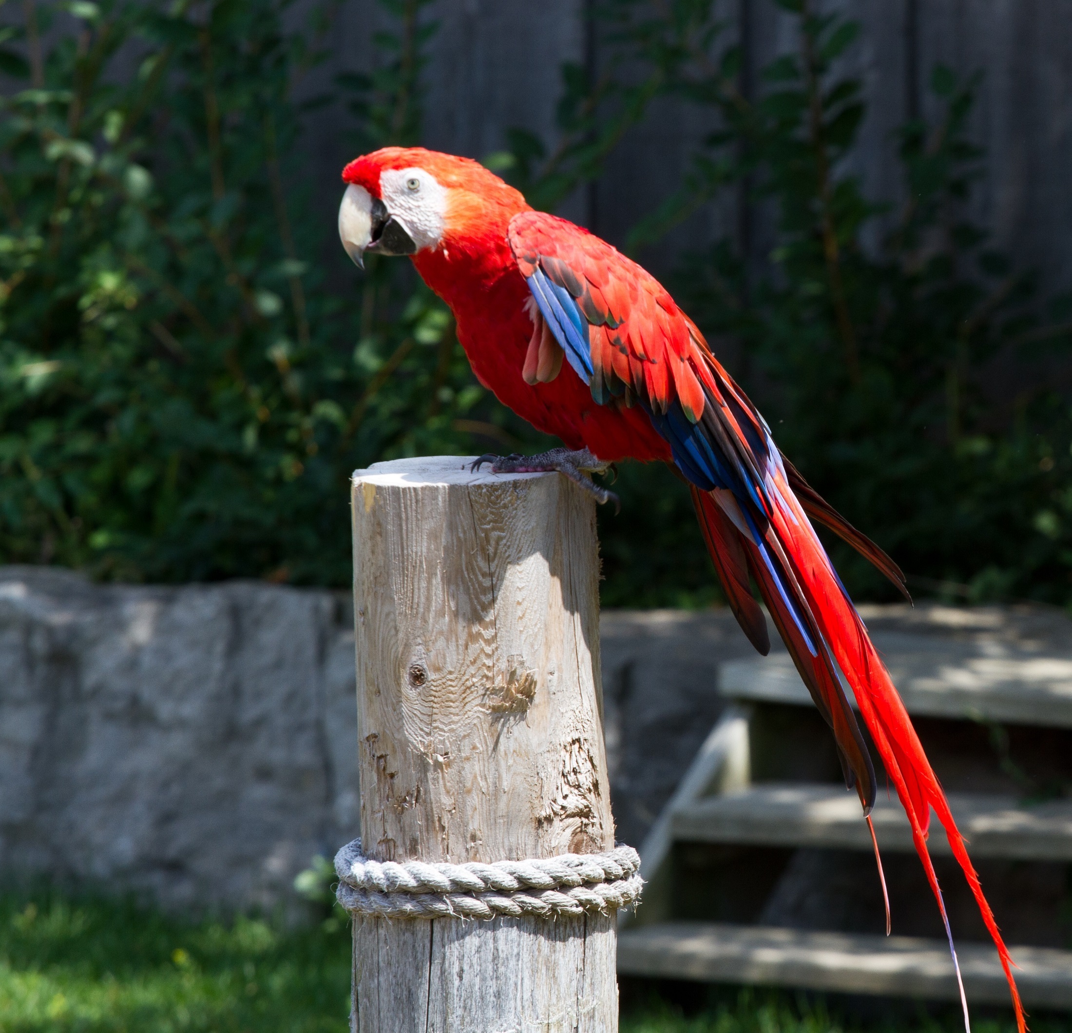 Red macaw photo