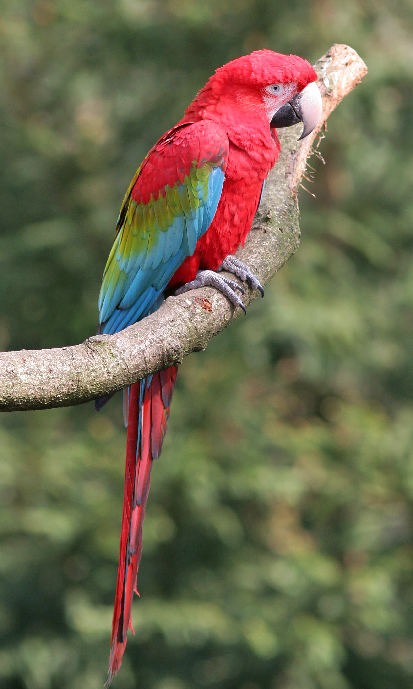 Red-and-green Macaw | Rio Wiki | FANDOM powered by Wikia