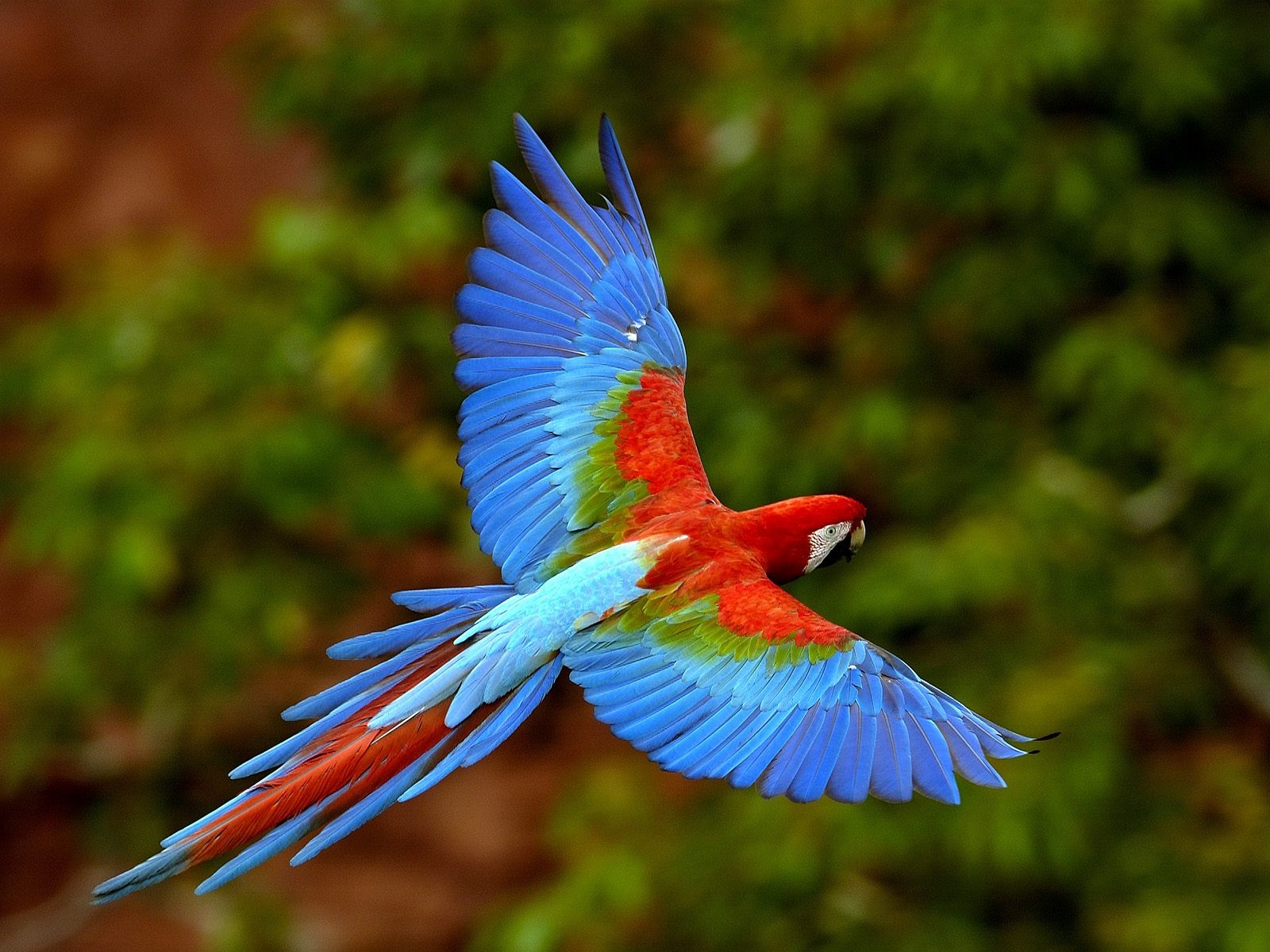 Beautiful Bird Red Macaw Picture - Pet Care