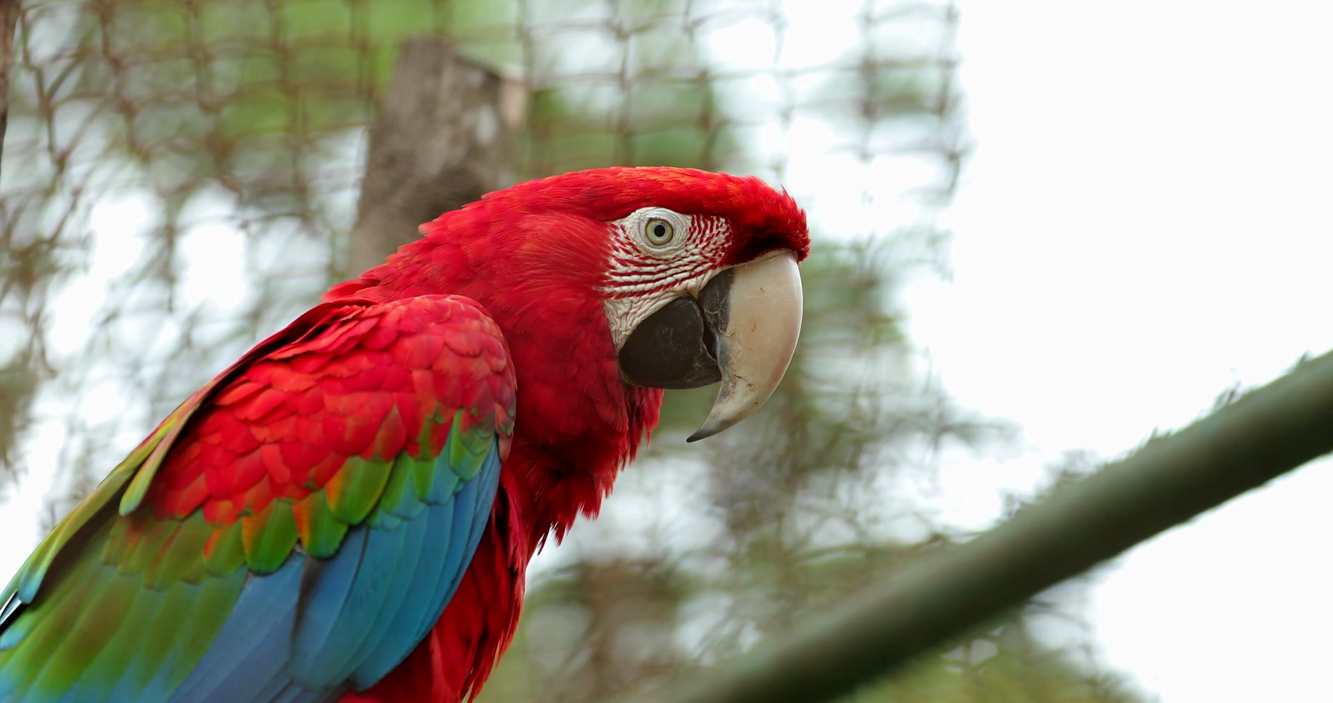 Beautiful Red Macaw Bird In 4 K Clip Resolution Stock Video Footage ...
