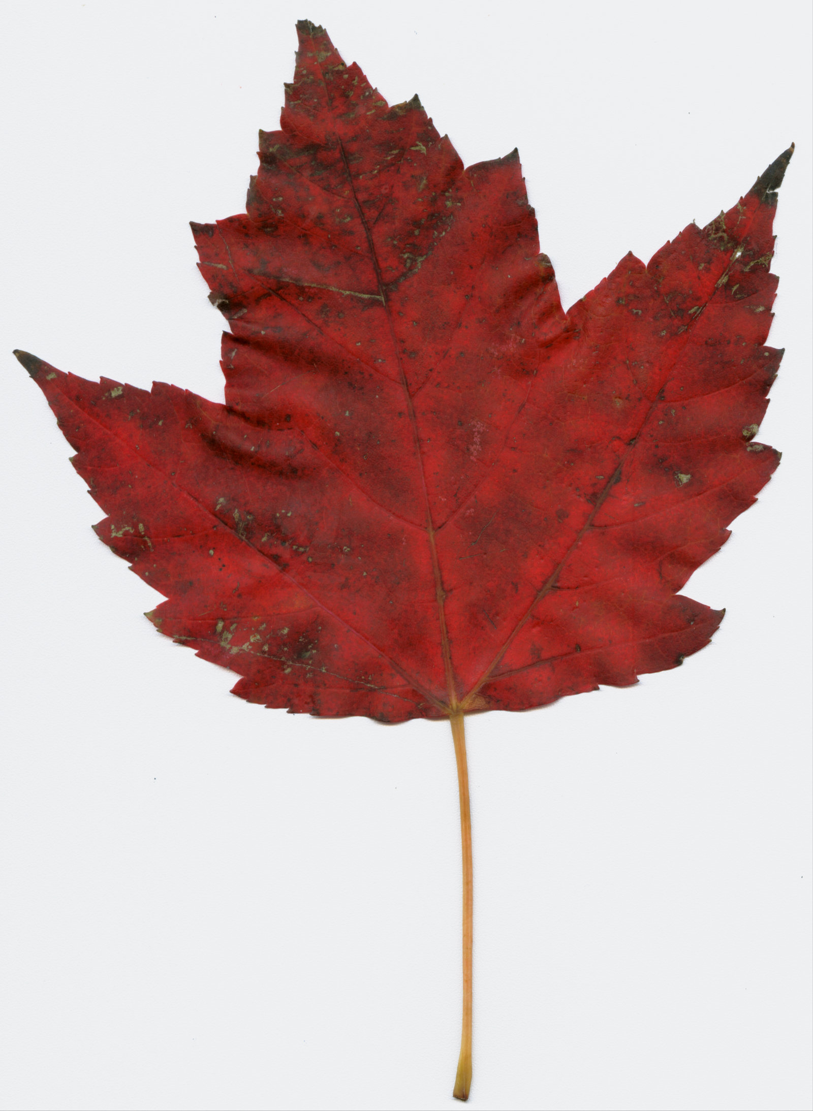 bright red maple leaf by tash11-stock on DeviantArt