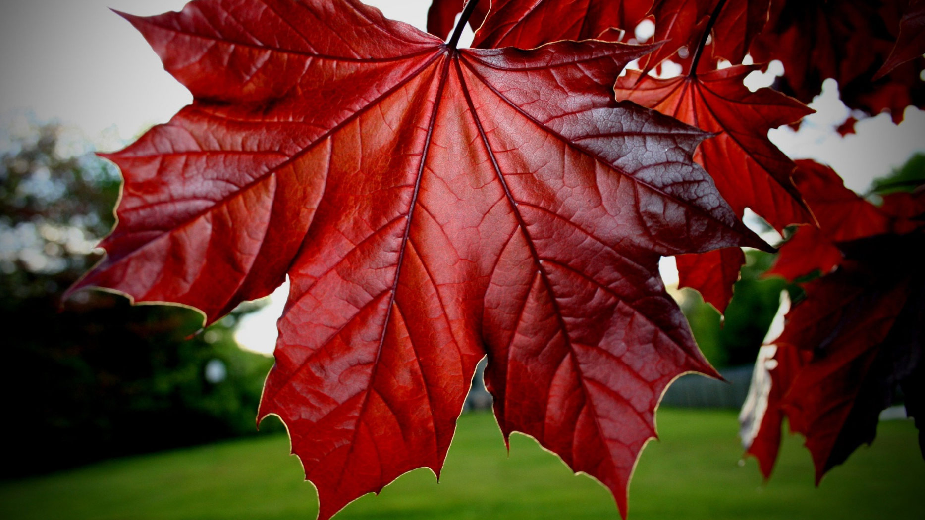 Red Maple Leaf Google Covers - Google Plus Covers Photos