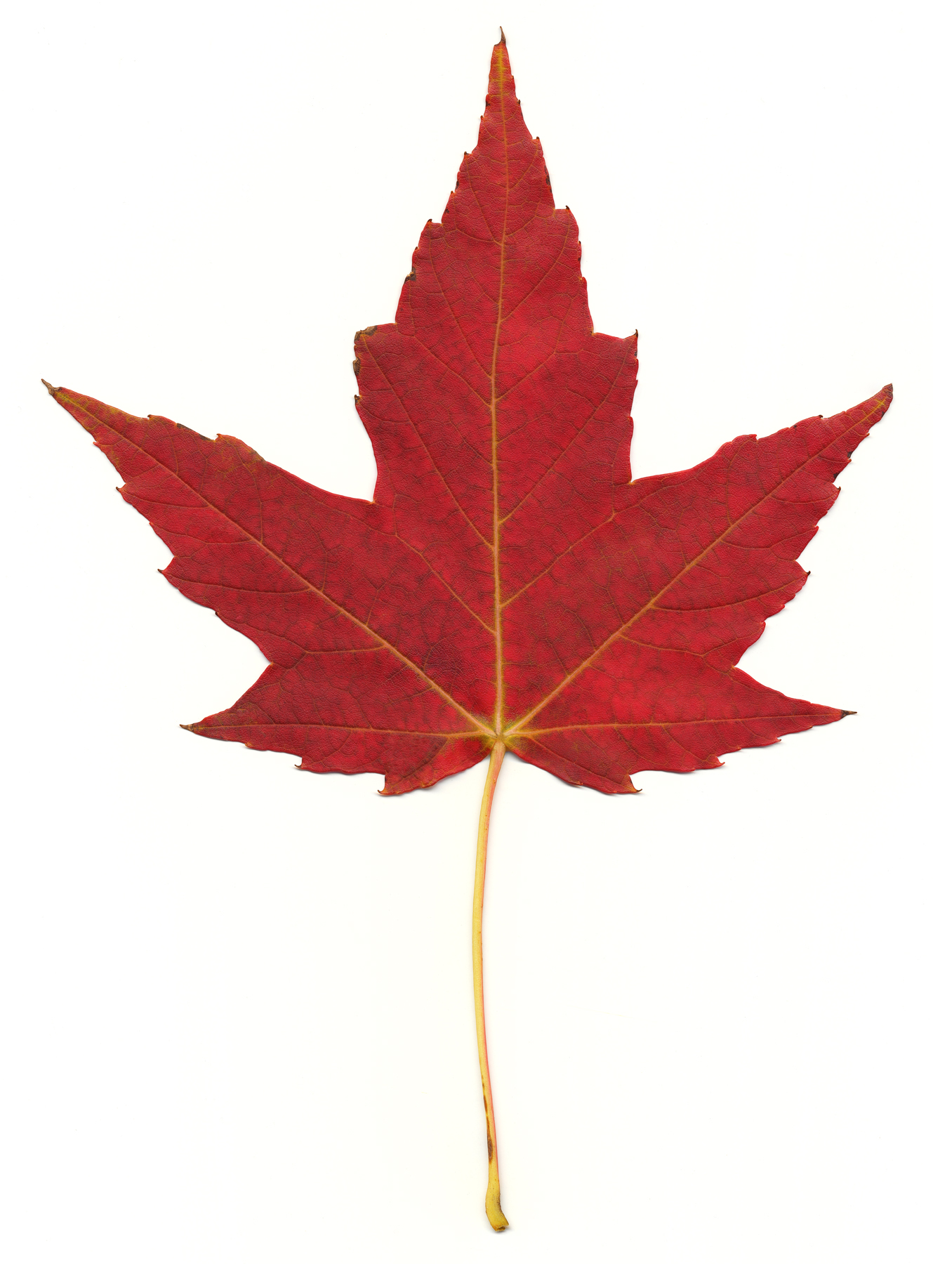 Red Maple Leaf, Autumn, Resource, Simple, Sharp, HQ Photo