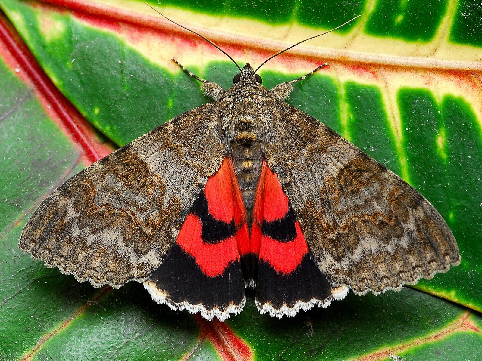From Grundge to Glam - Red Underwing Moth | Butterflies and Moths ...
