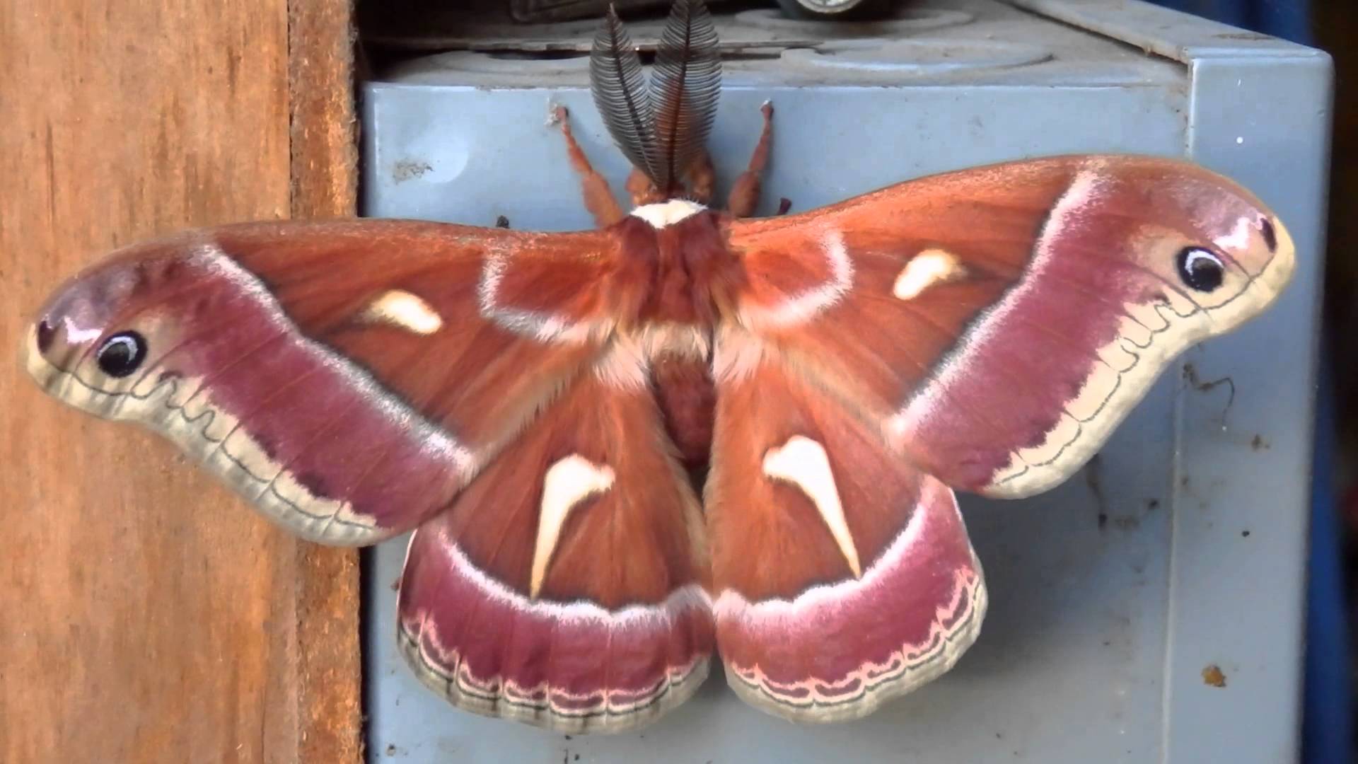 Rusty Red Moth - YouTube