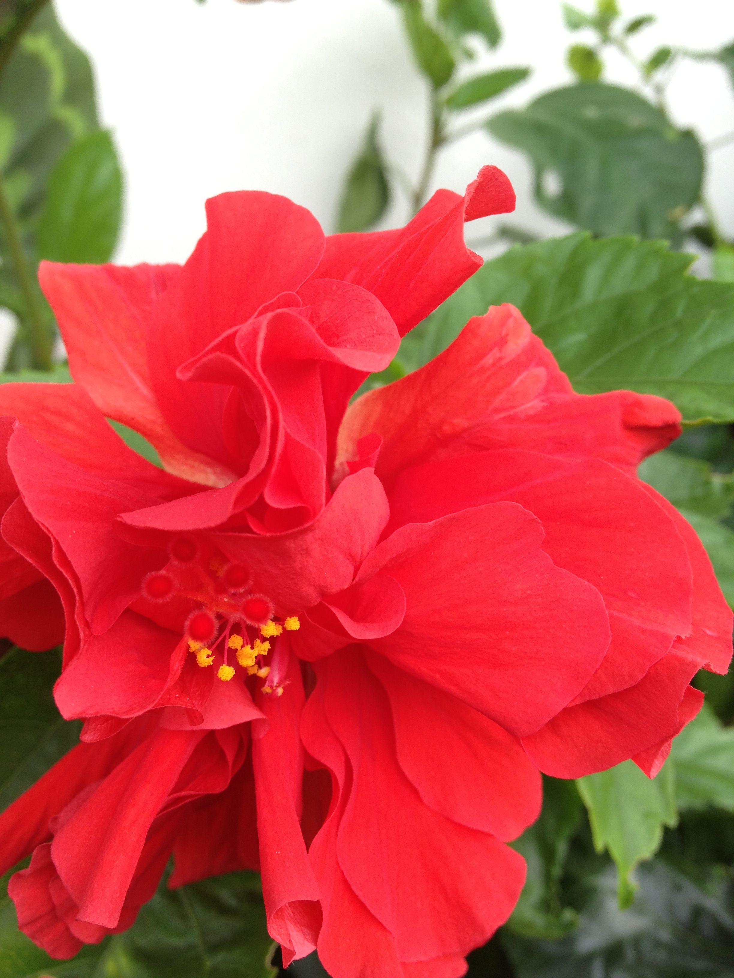 Multi petal red hibiscus | Hibiscus and garden flowers | Pinterest ...