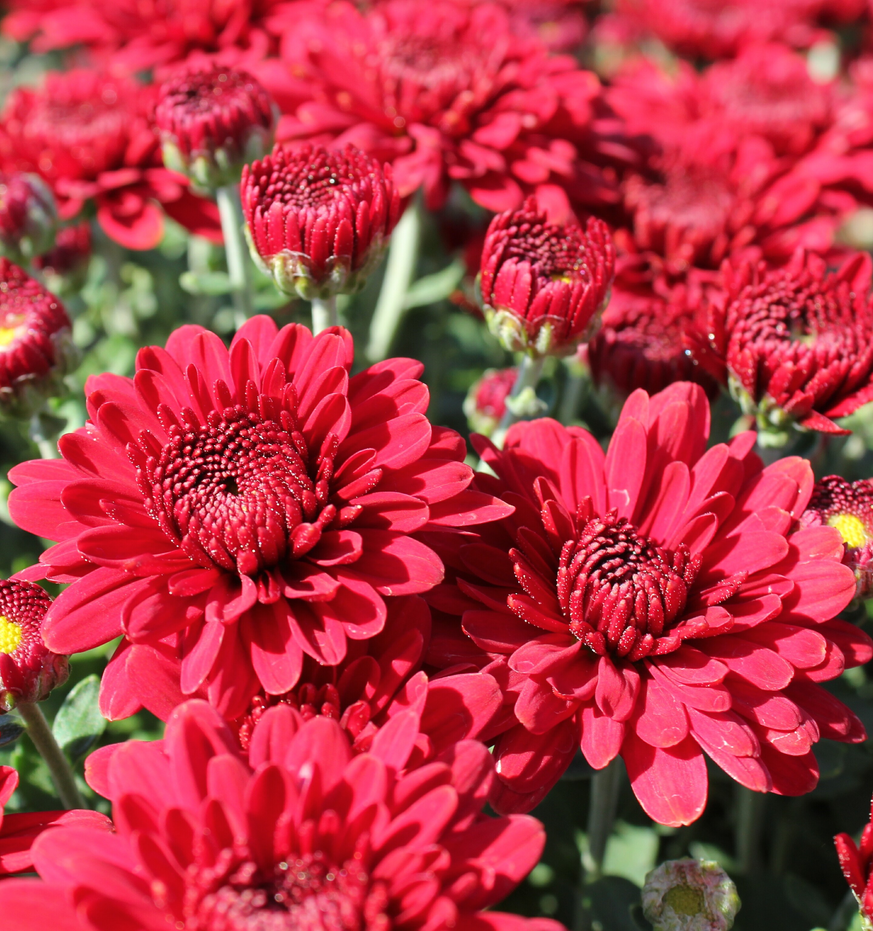 Red mums photo