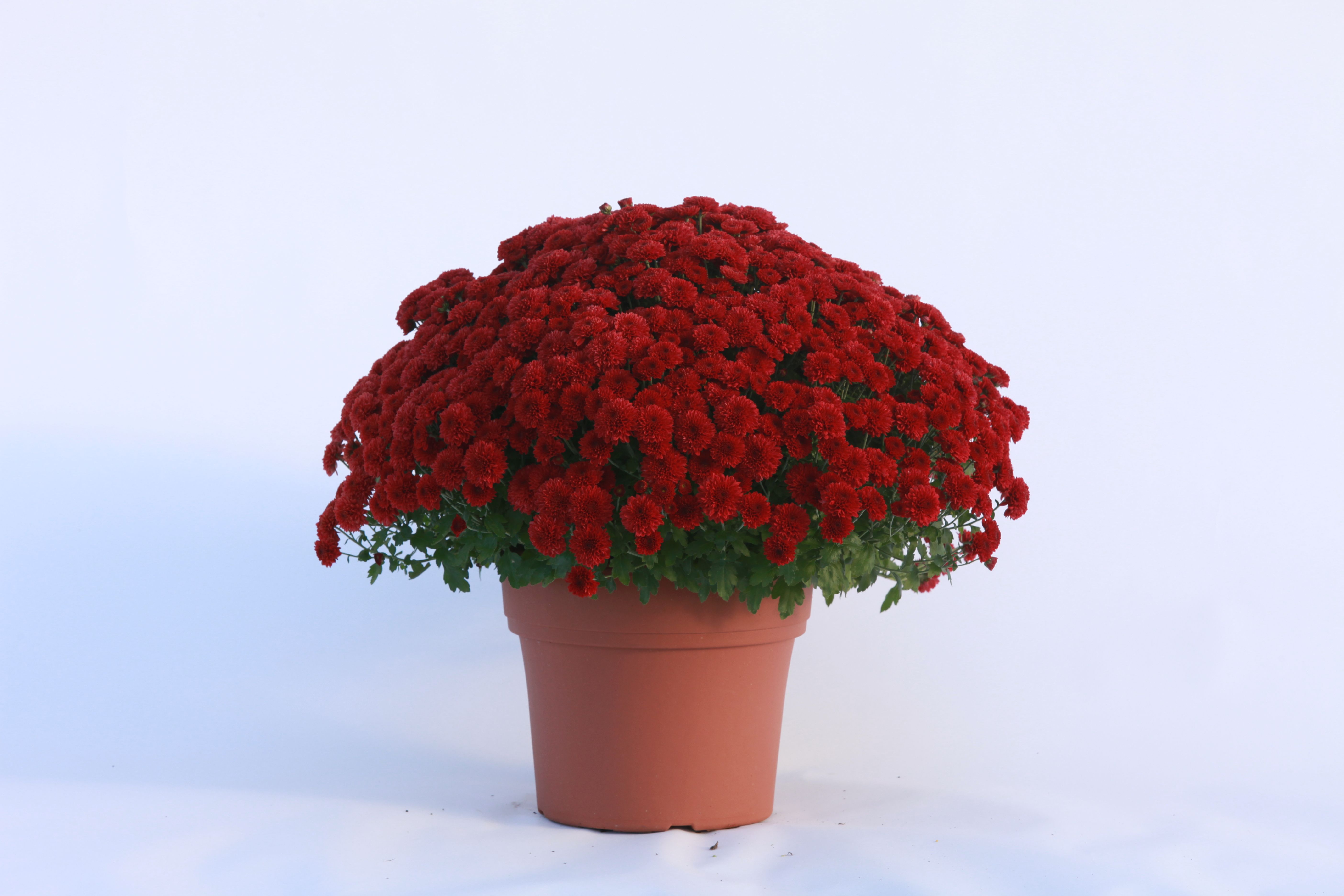 red mums - Google Search | Not your run of the 