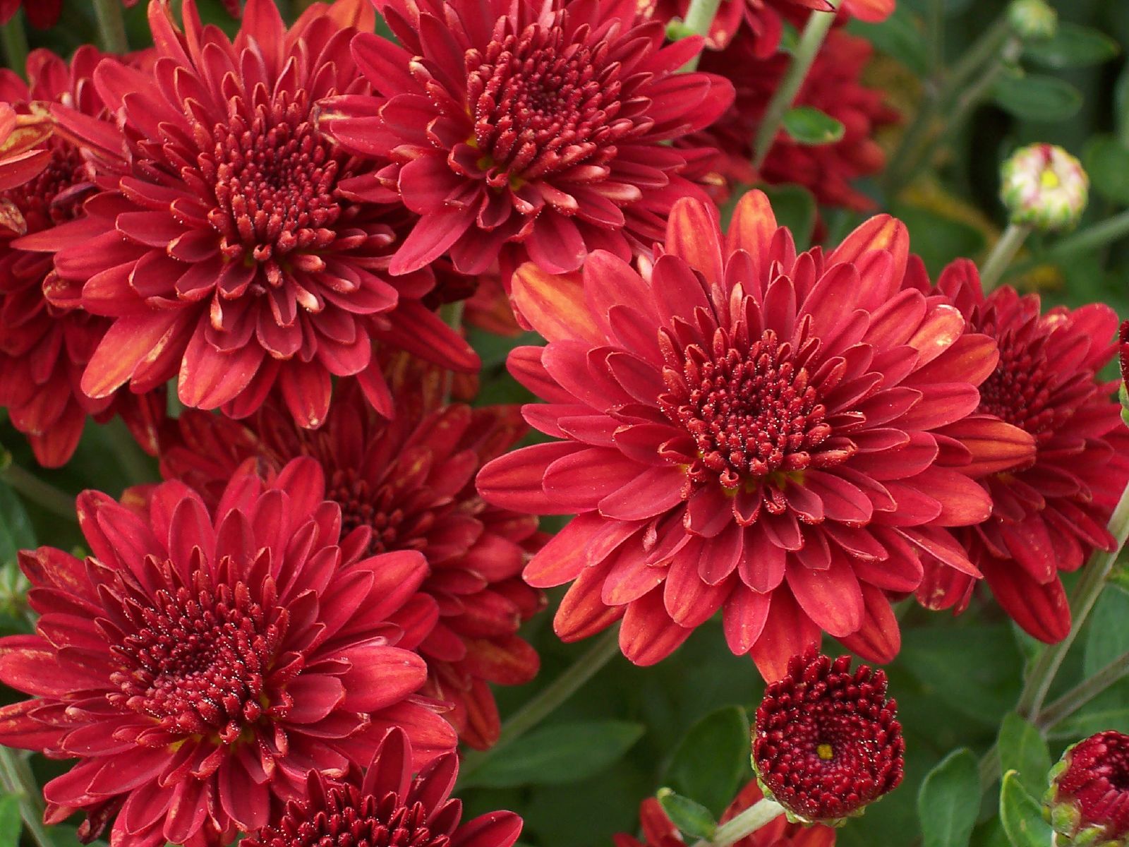 Red Mums | Plants, Gardens and Flowers