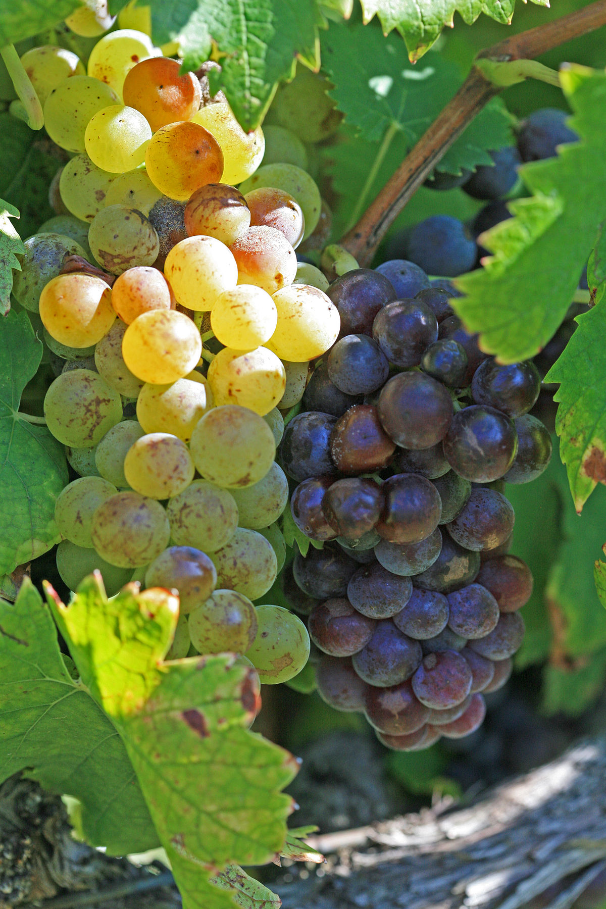 Muscat (grape) - Wikipedia