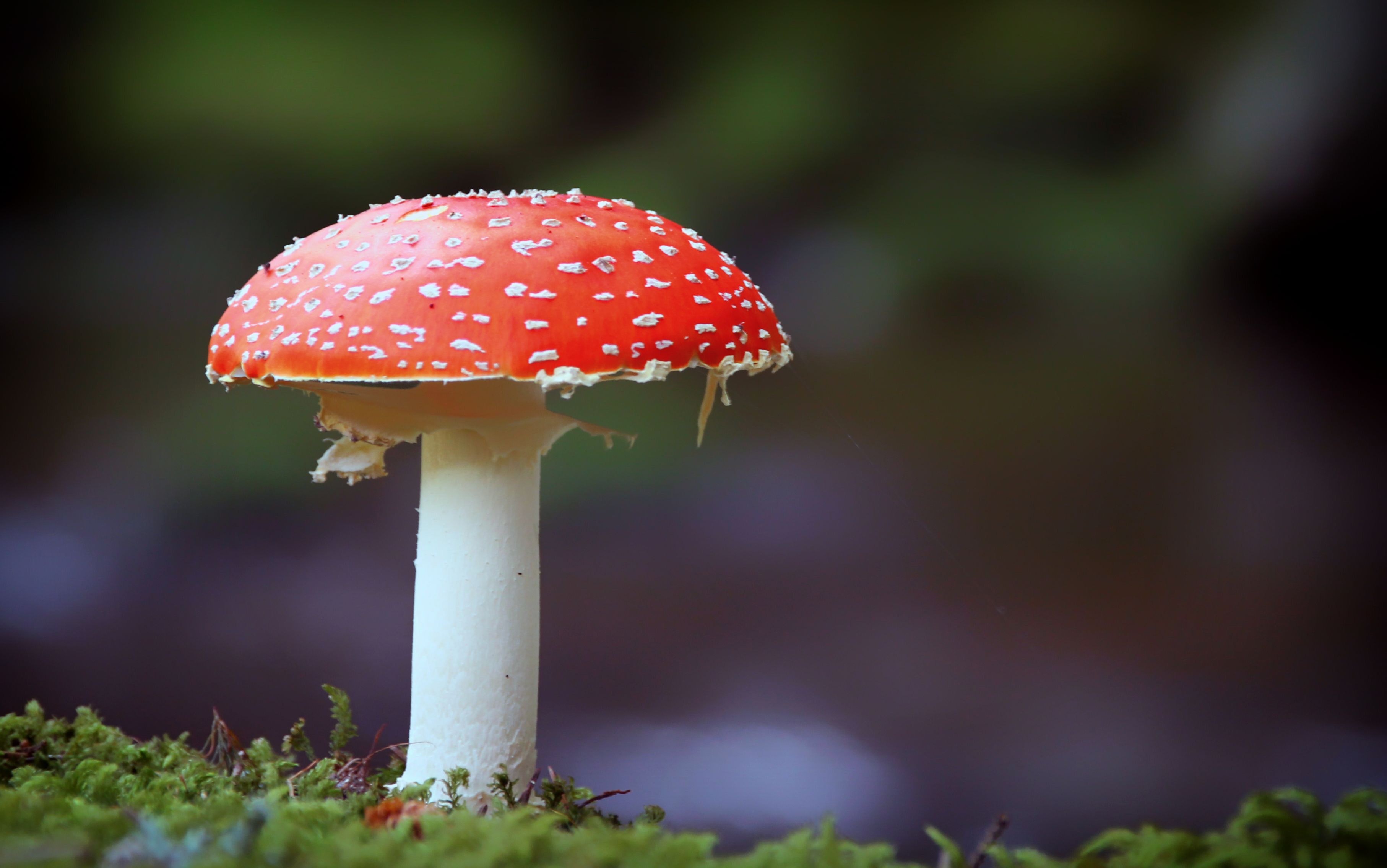 Red and White Mushroom on Green Grass during Daytime · Free Stock Photo
