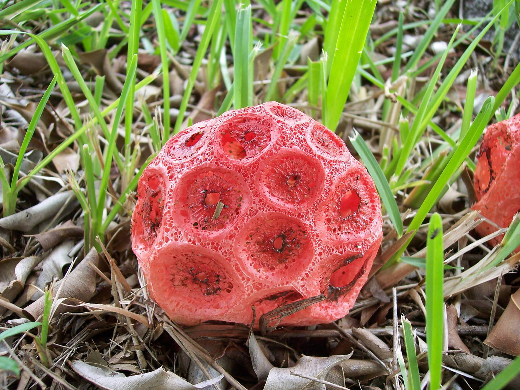 Strange Red Mushrooms / Pods found in Florida - Mushroom Hunting and ...