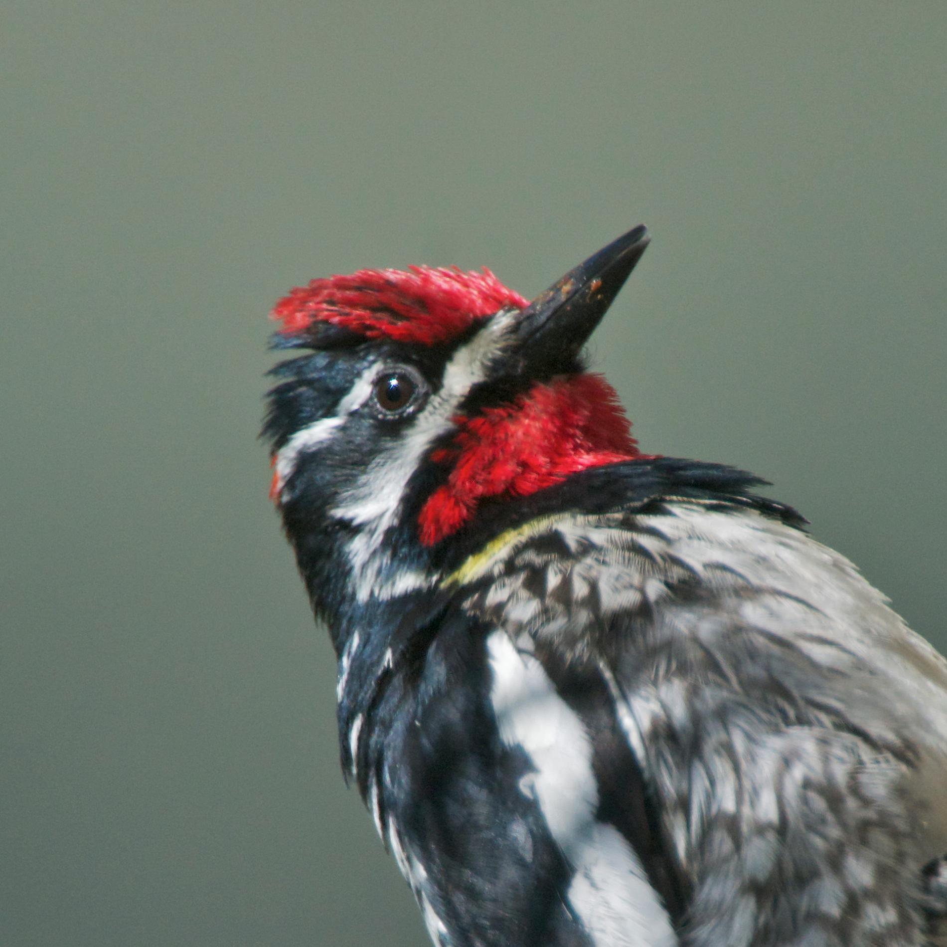 Red-Naped Sapsucker | National Geographic