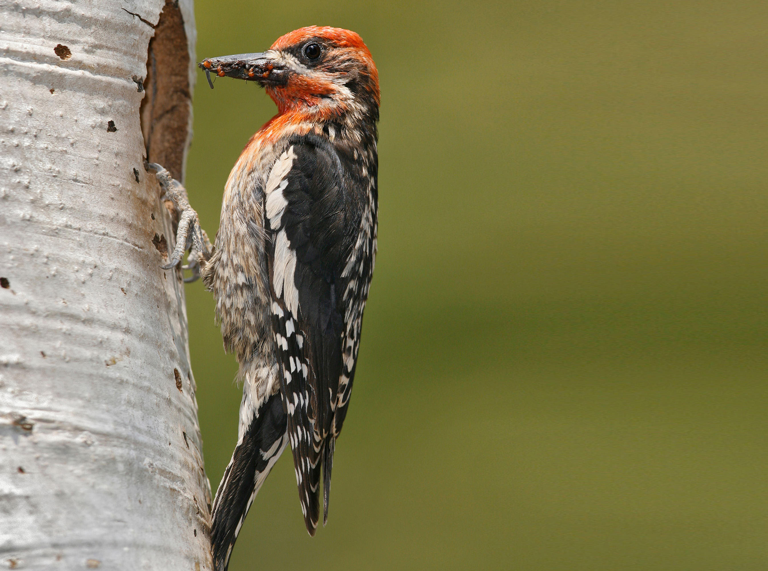 Red-breasted Sapsucker | Audubon Field Guide