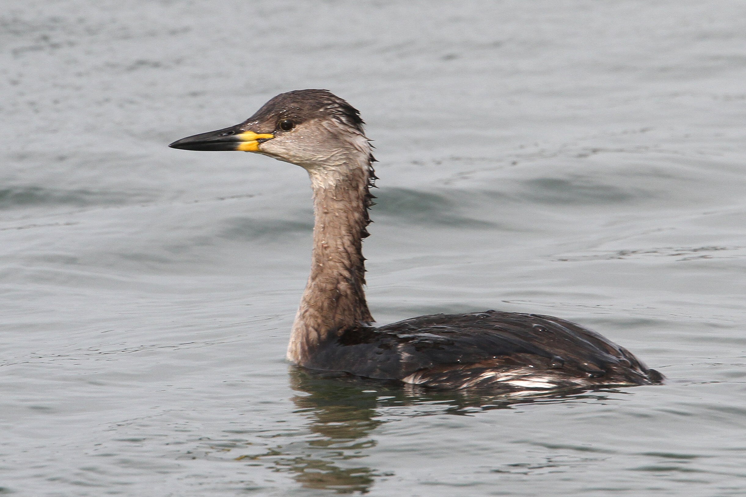 The Pitsford Red-necked Grebe | Northantsbirds